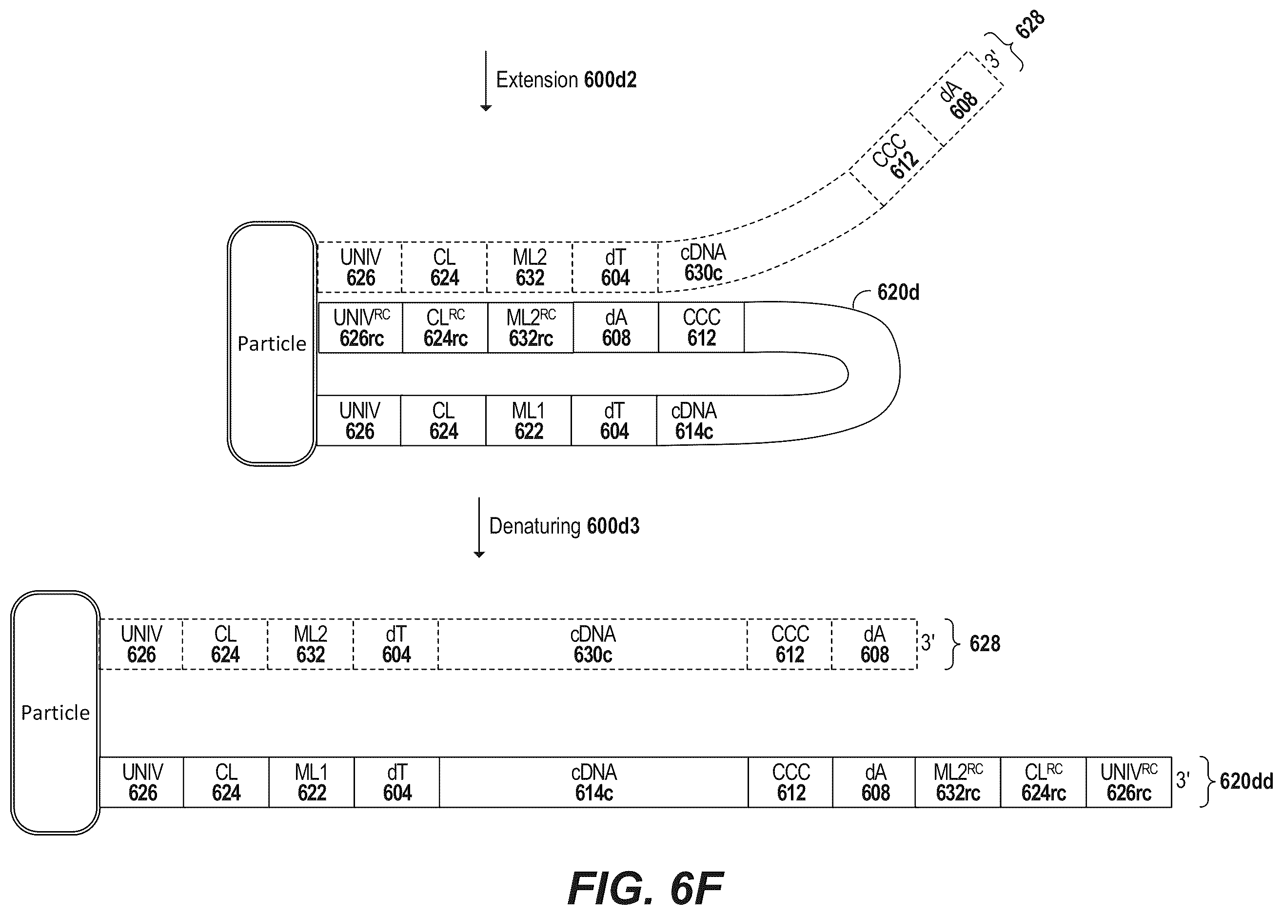 Patent US12378594 Figure 13 – Primers for immune repertoire profiling