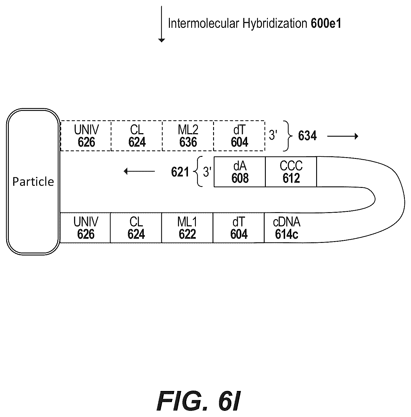 Patent US12378594 Figure 16 – Primers for immune repertoire profiling