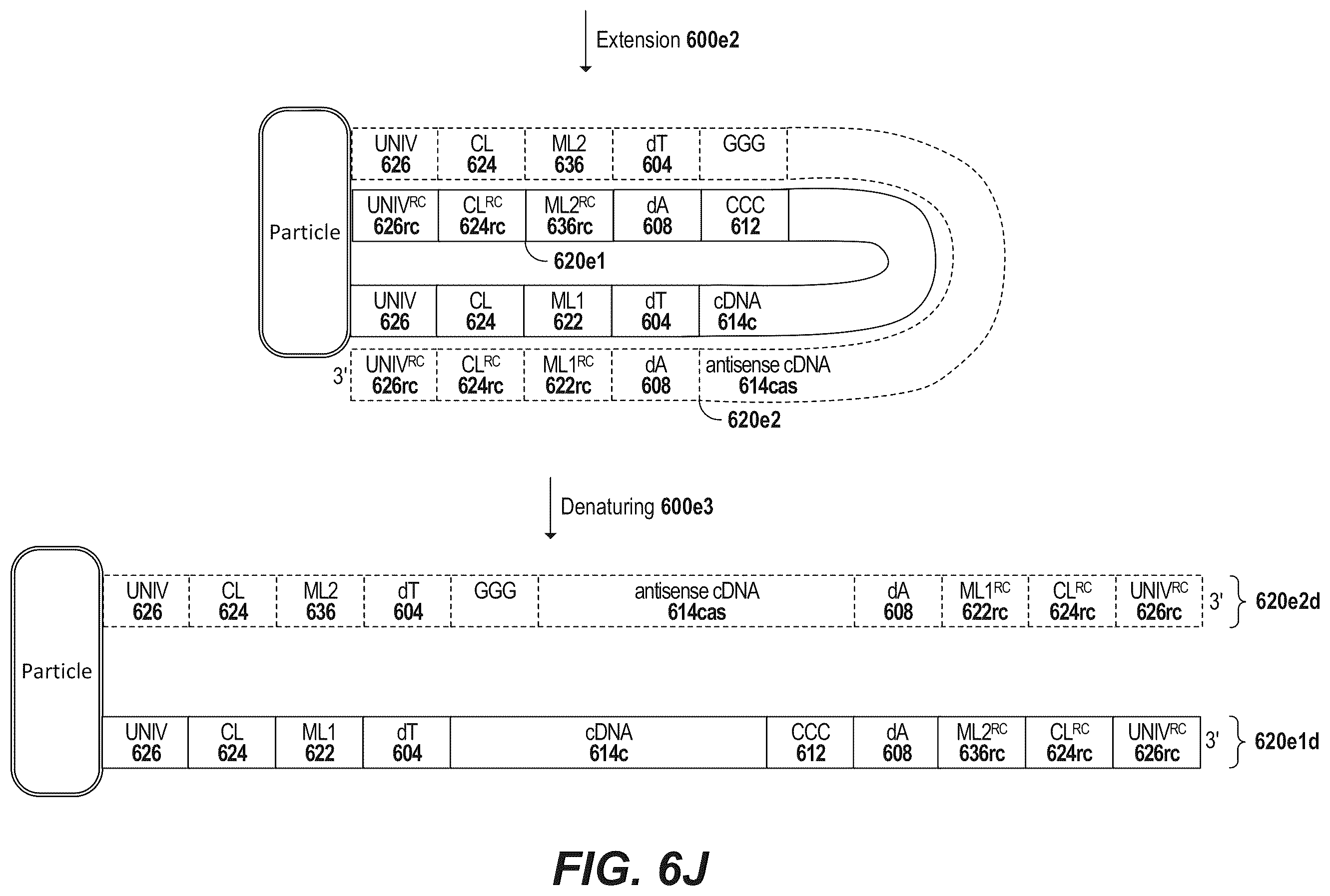 Patent US12378594 Figure 17 – Primers for immune repertoire profiling