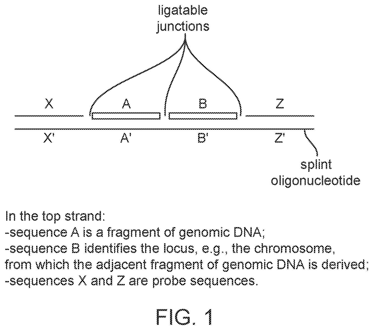 Patent US12378599 Figure 1 – Probe set for analyzing a DNA sample and method for using the same