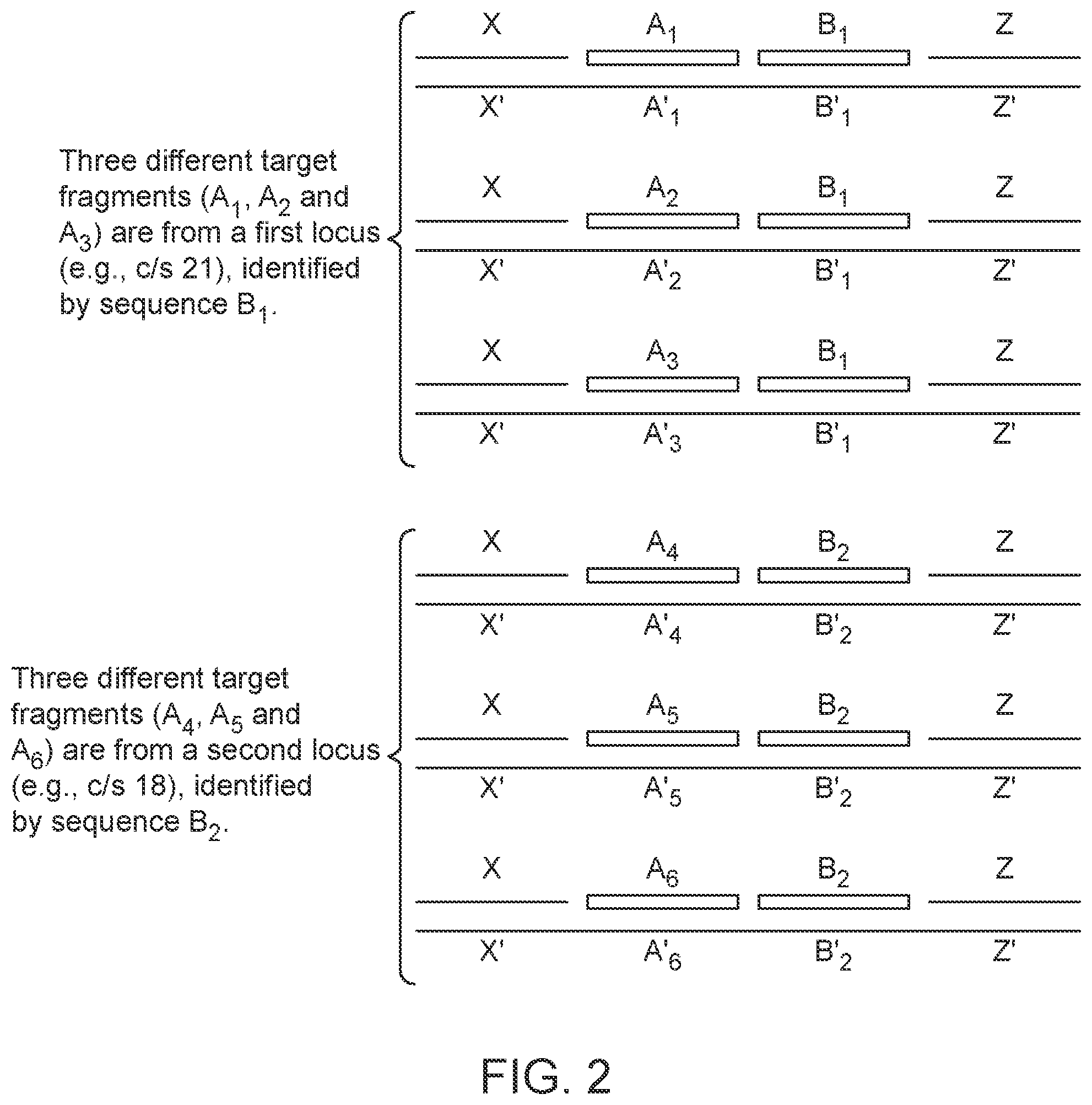 Patent US12378599 Figure 2 – Probe set for analyzing a DNA sample and method for using the same