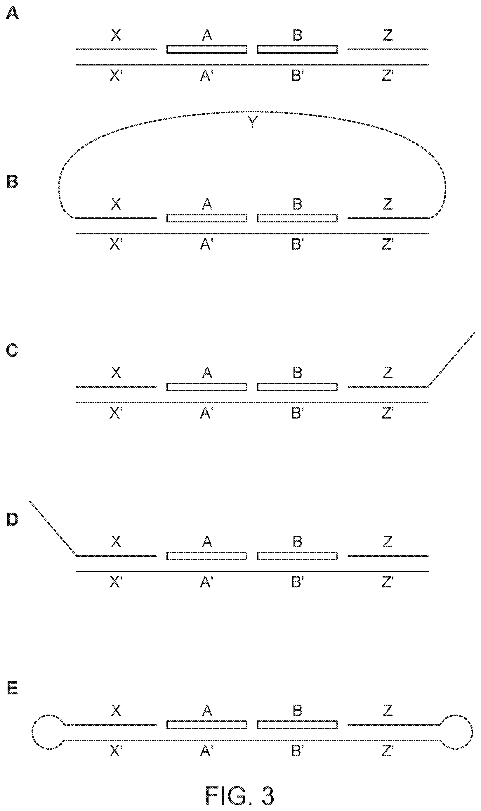 Patent US12378599 Figure 3 – Probe set for analyzing a DNA sample and method for using the same