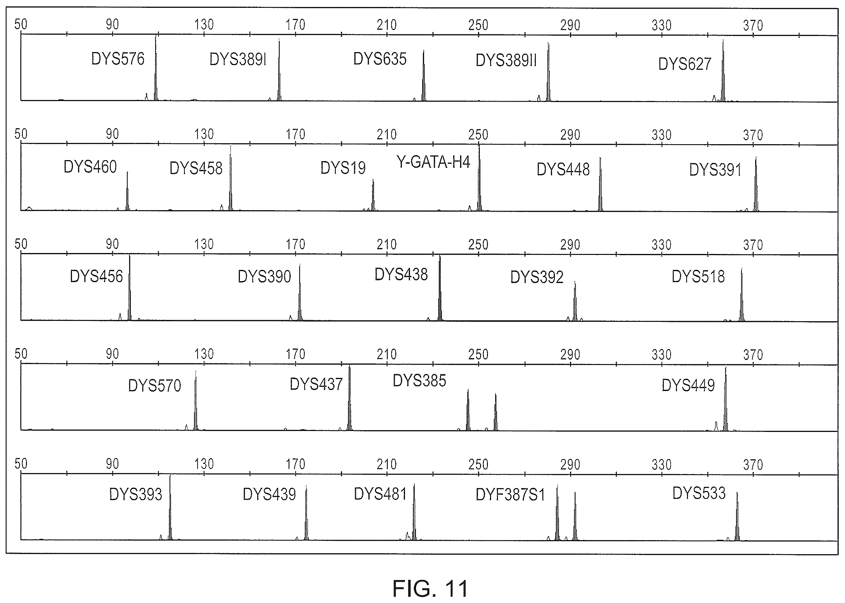 Patent US12378601 Figure 11 – Multiplex Y-STR analysis