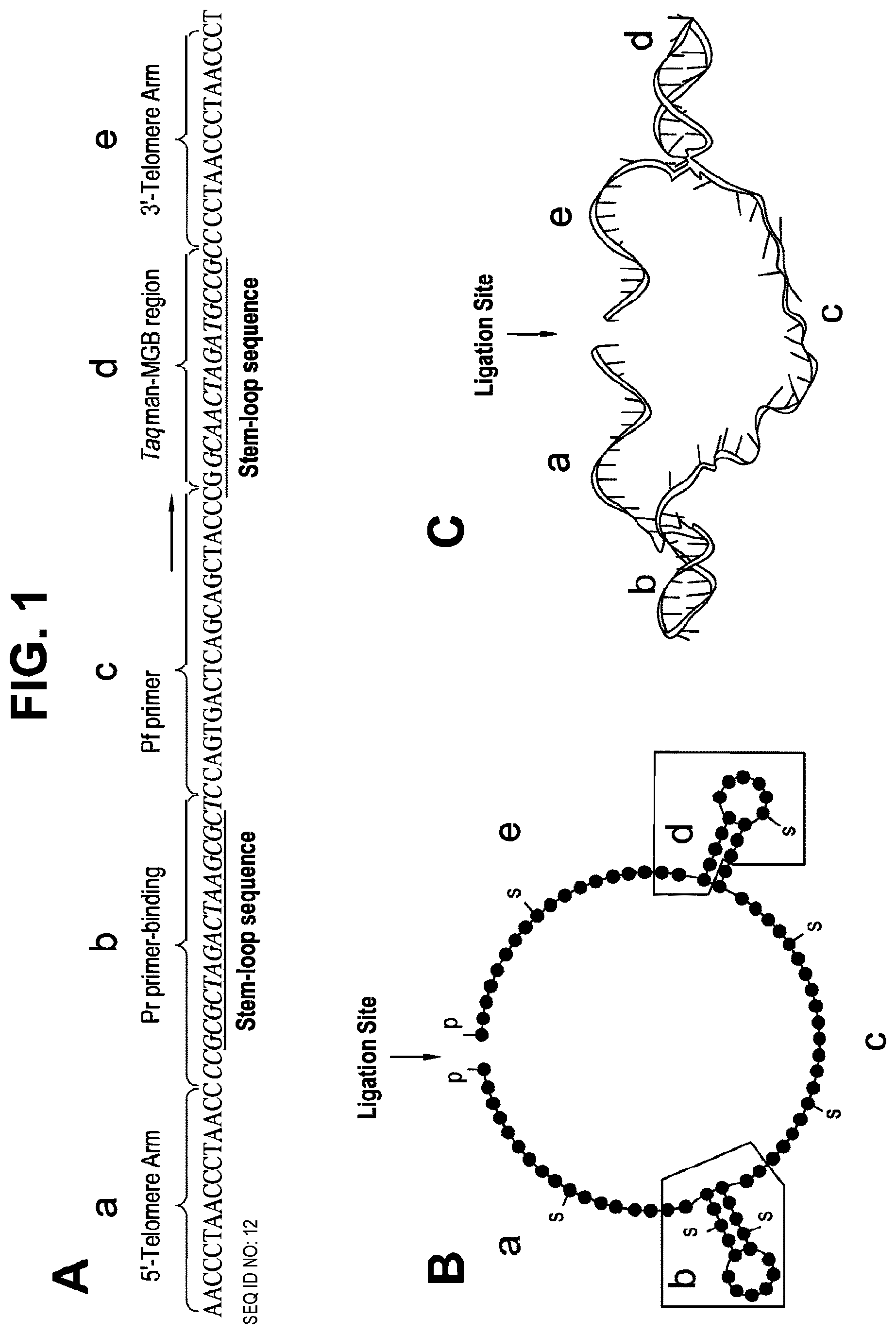 Patent US12378606 Figure 1 – Probes and methods for measuring tandem repeats