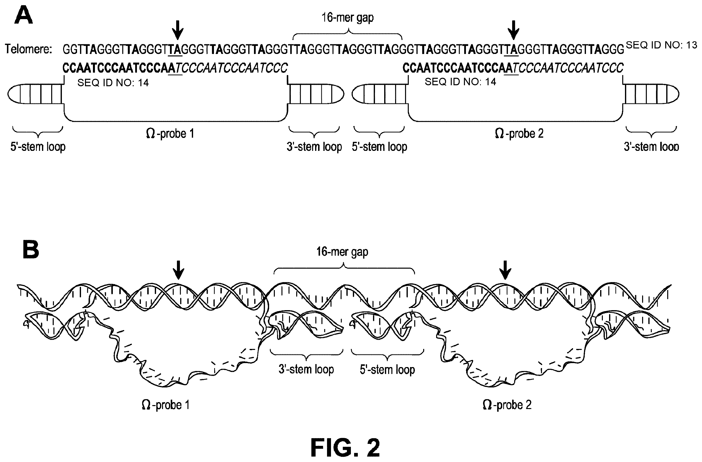 Patent US12378606 Figure 2 – Probes and methods for measuring tandem repeats