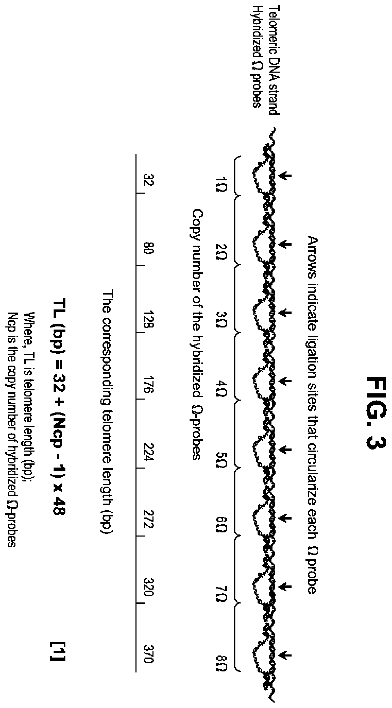 Patent US12378606 Figure 3 – Probes and methods for measuring tandem repeats
