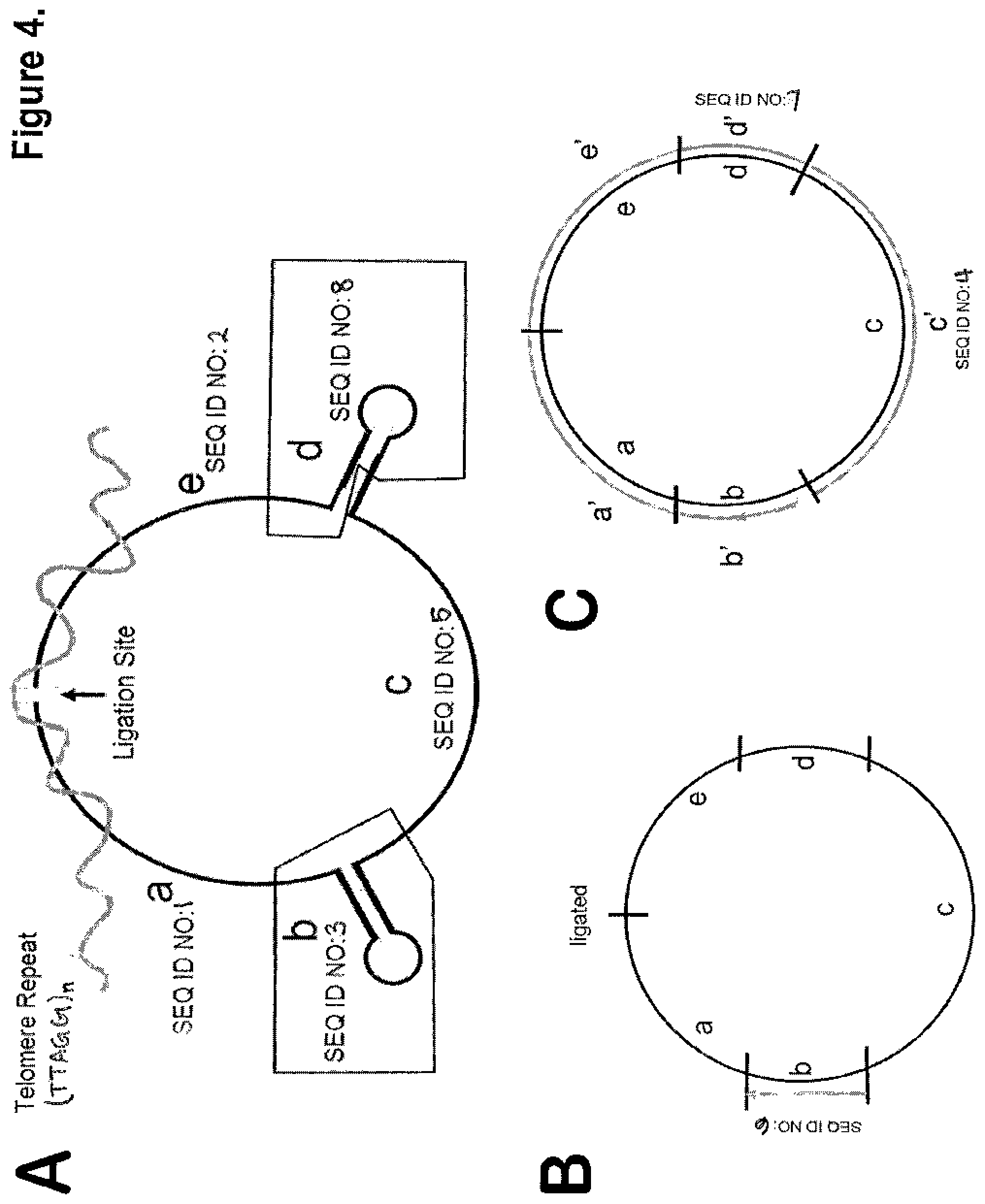 Patent US12378606 Figure 4 – Probes and methods for measuring tandem repeats