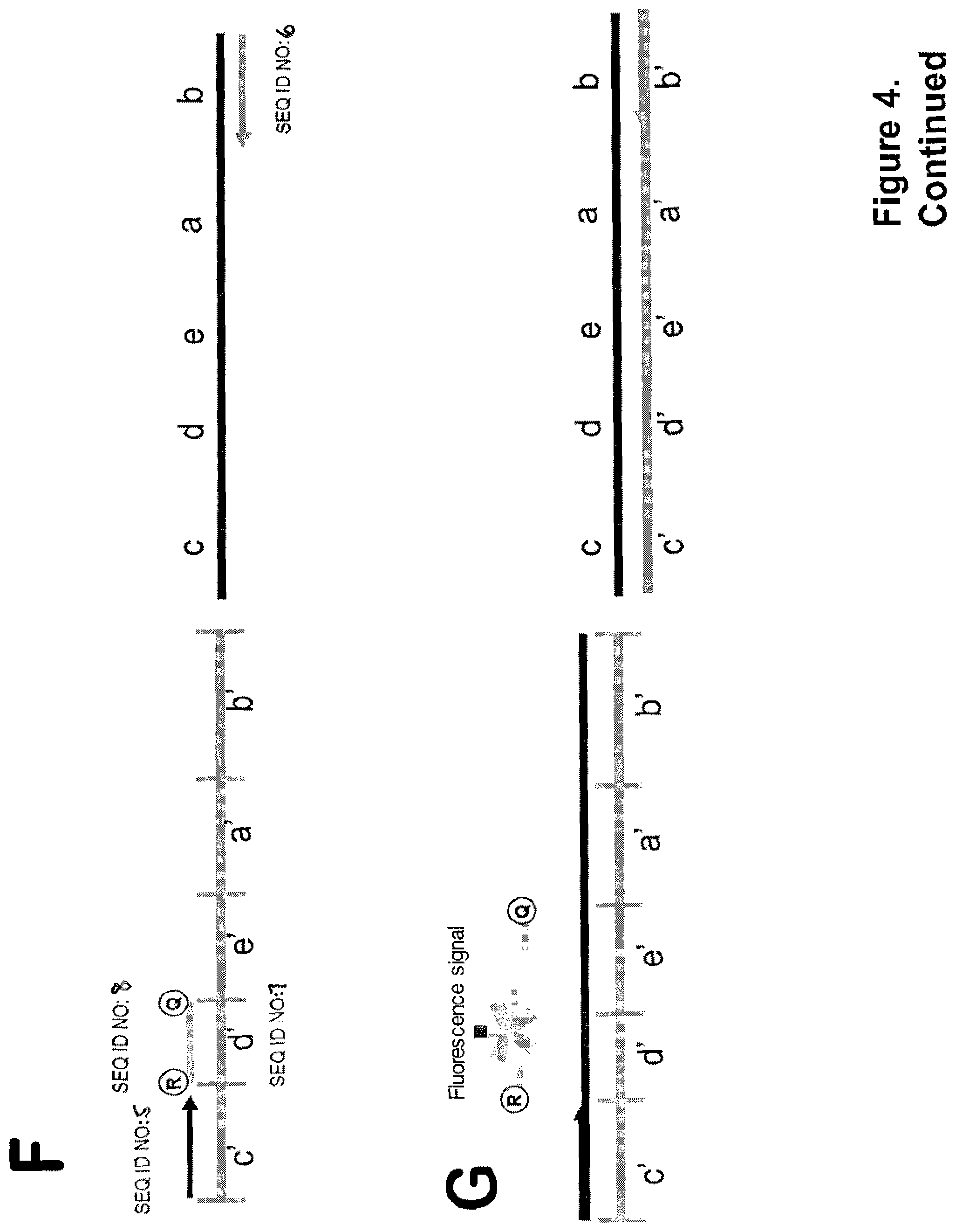 Patent US12378606 Figure 6 – Probes and methods for measuring tandem repeats