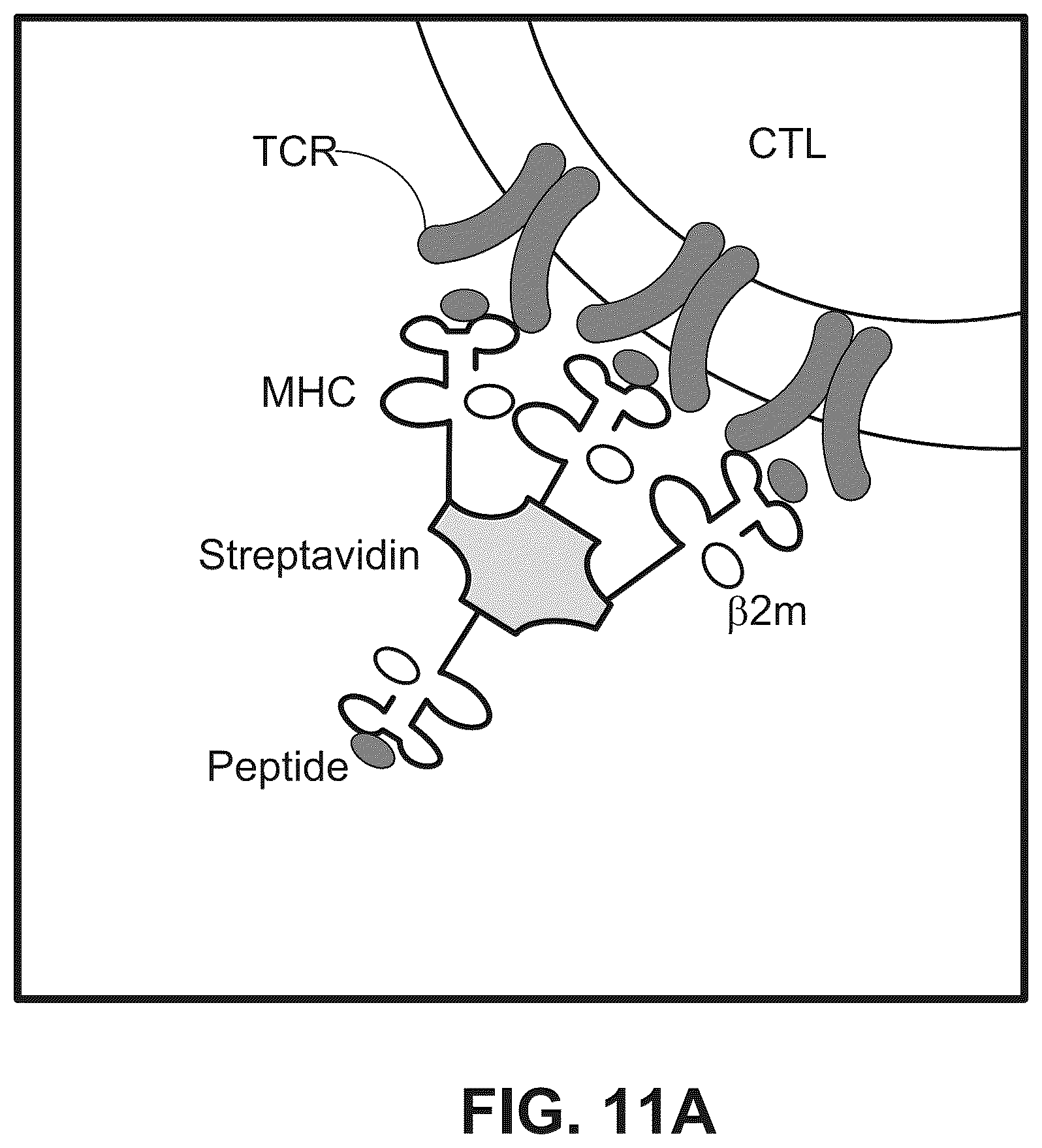 Patent US12378607 Figure 9 – Method for transposase-mediated spatial tagging and analyzing genomic DNA in a biological sample