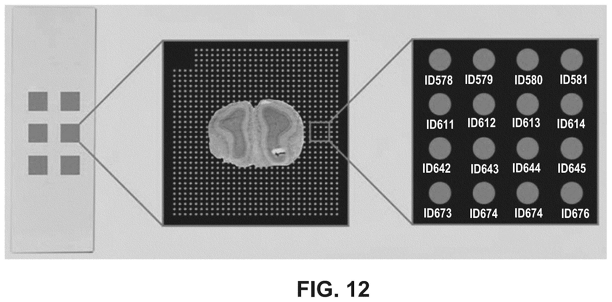 Patent US12378607 Figure 12 – Method for transposase-mediated spatial tagging and analyzing genomic DNA in a biological sample