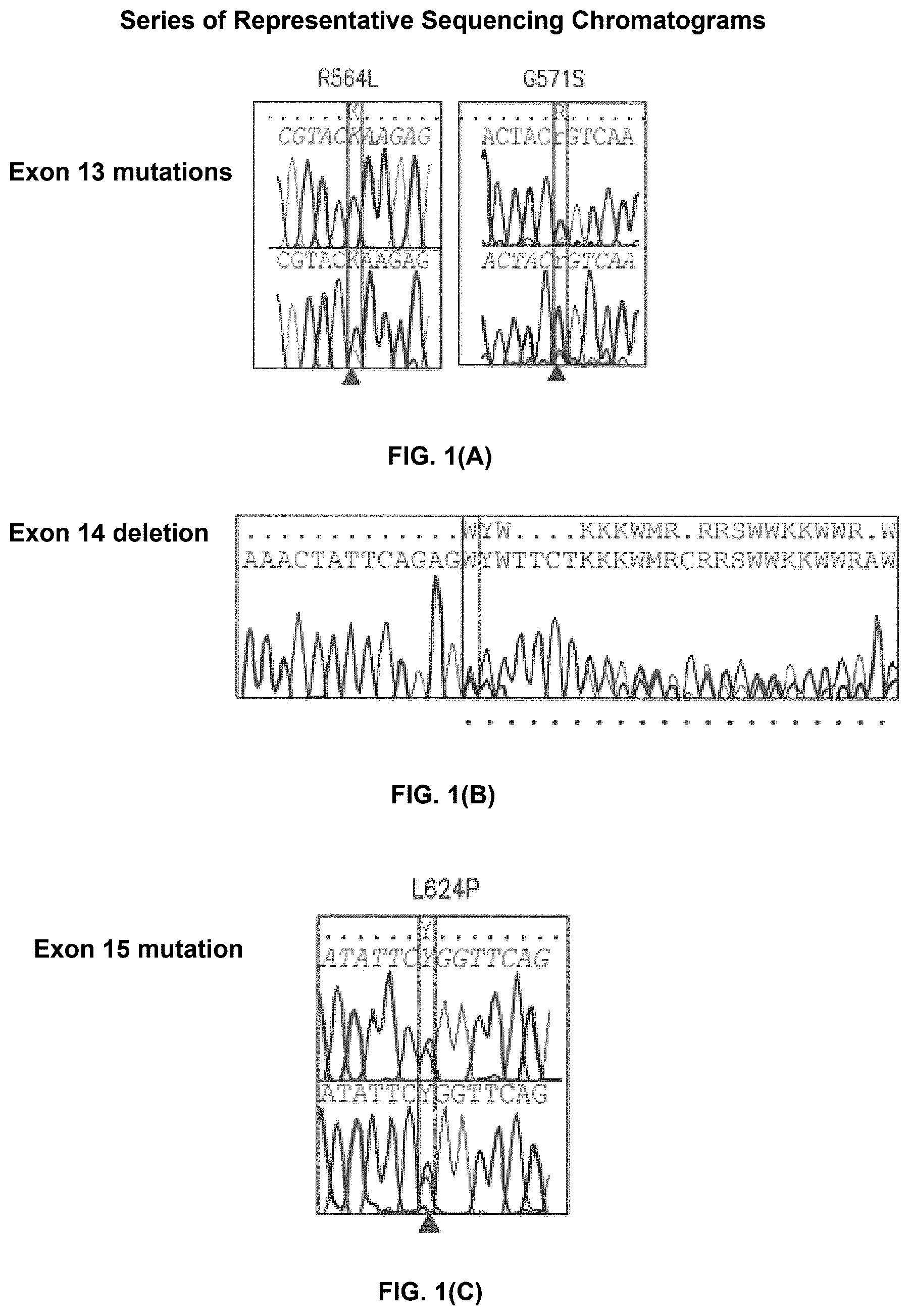 Patent US12378609 Figure 1 – Compositions and methods for detecting mutations in JAK2 nucleic acid
