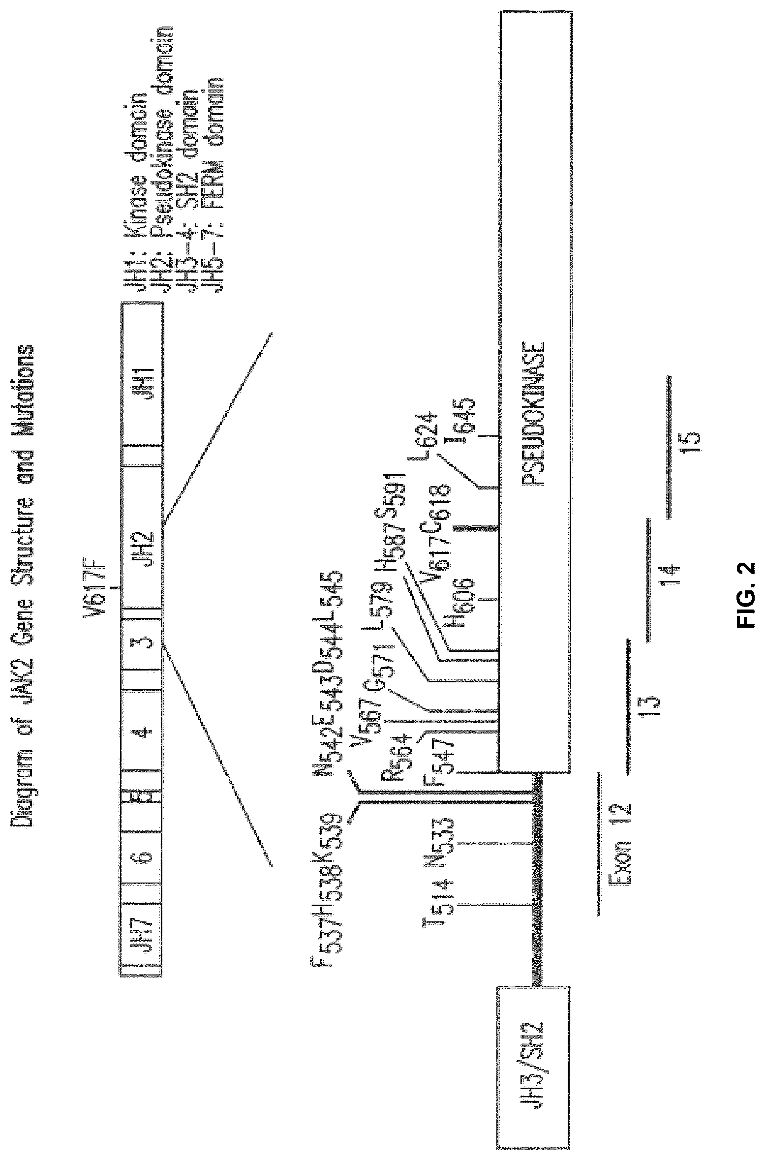 Patent US12378609 Figure 2 – Compositions and methods for detecting mutations in JAK2 nucleic acid