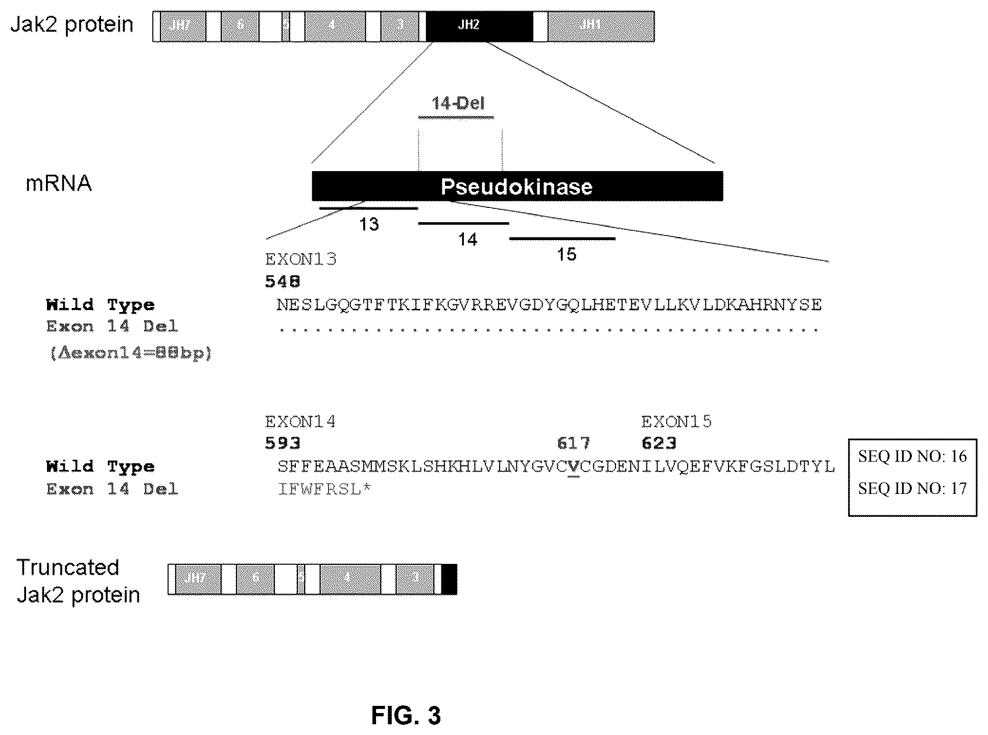 Patent US12378609 Figure 3 – Compositions and methods for detecting mutations in JAK2 nucleic acid