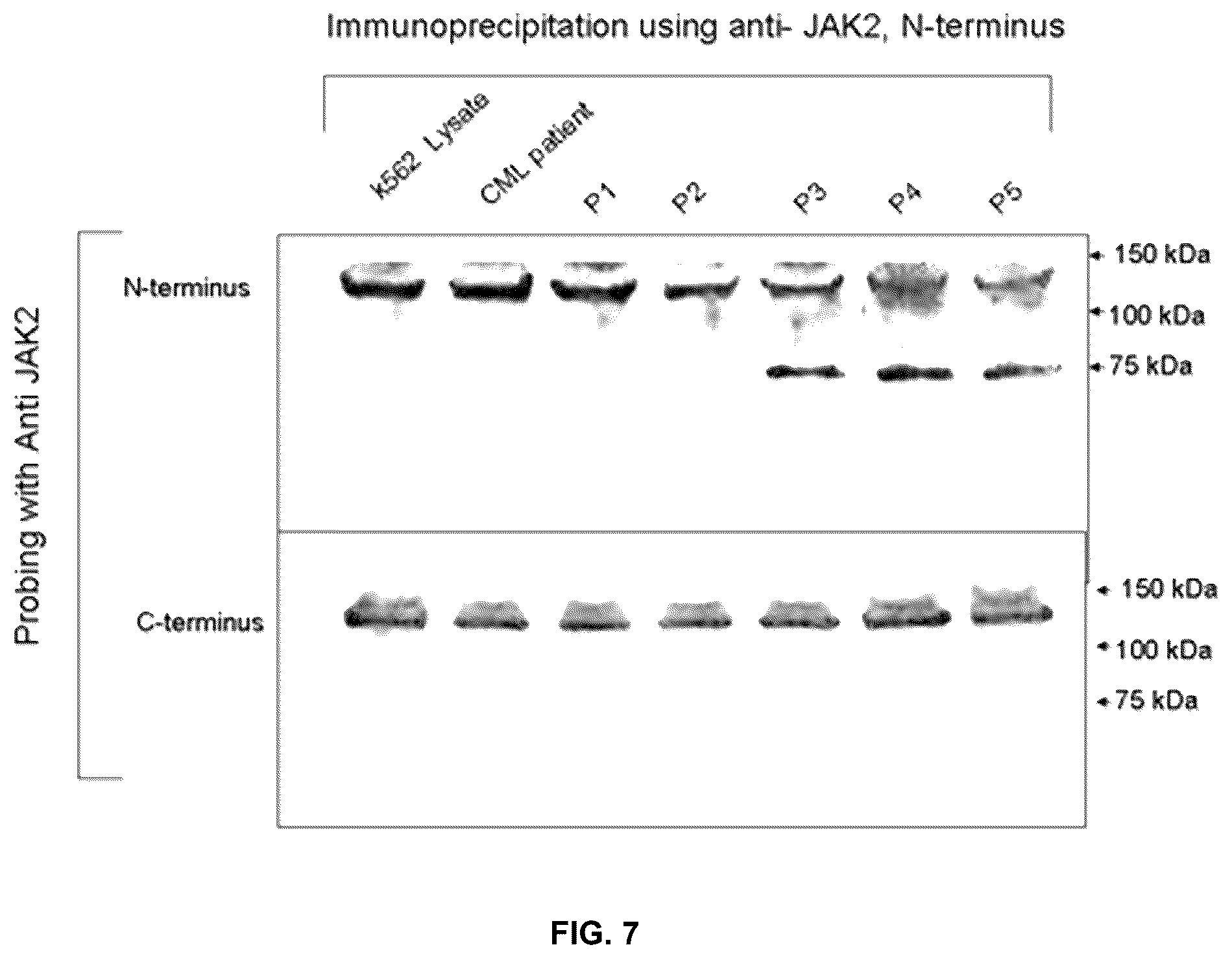 Patent US12378609 Figure 6 – Compositions and methods for detecting mutations in JAK2 nucleic acid