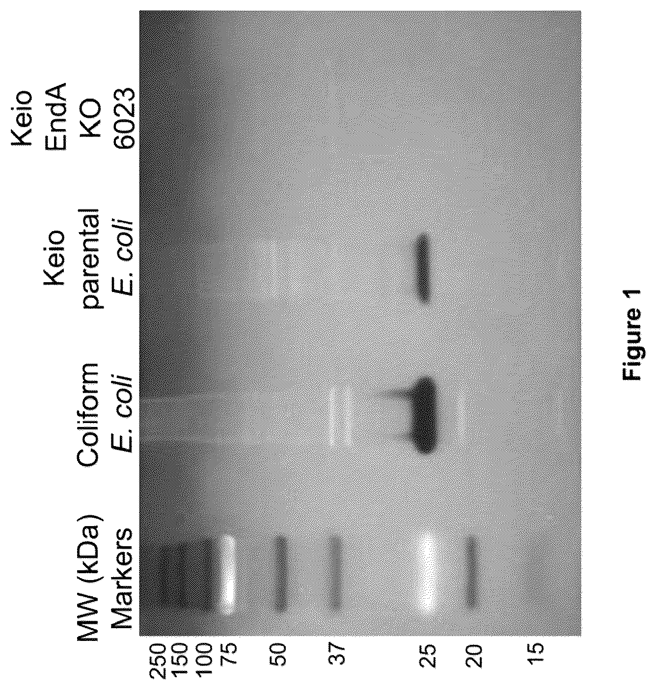 Patent US12378612 Figure 1 – Oligonucleotide-based probes and methods for detection of microbes
