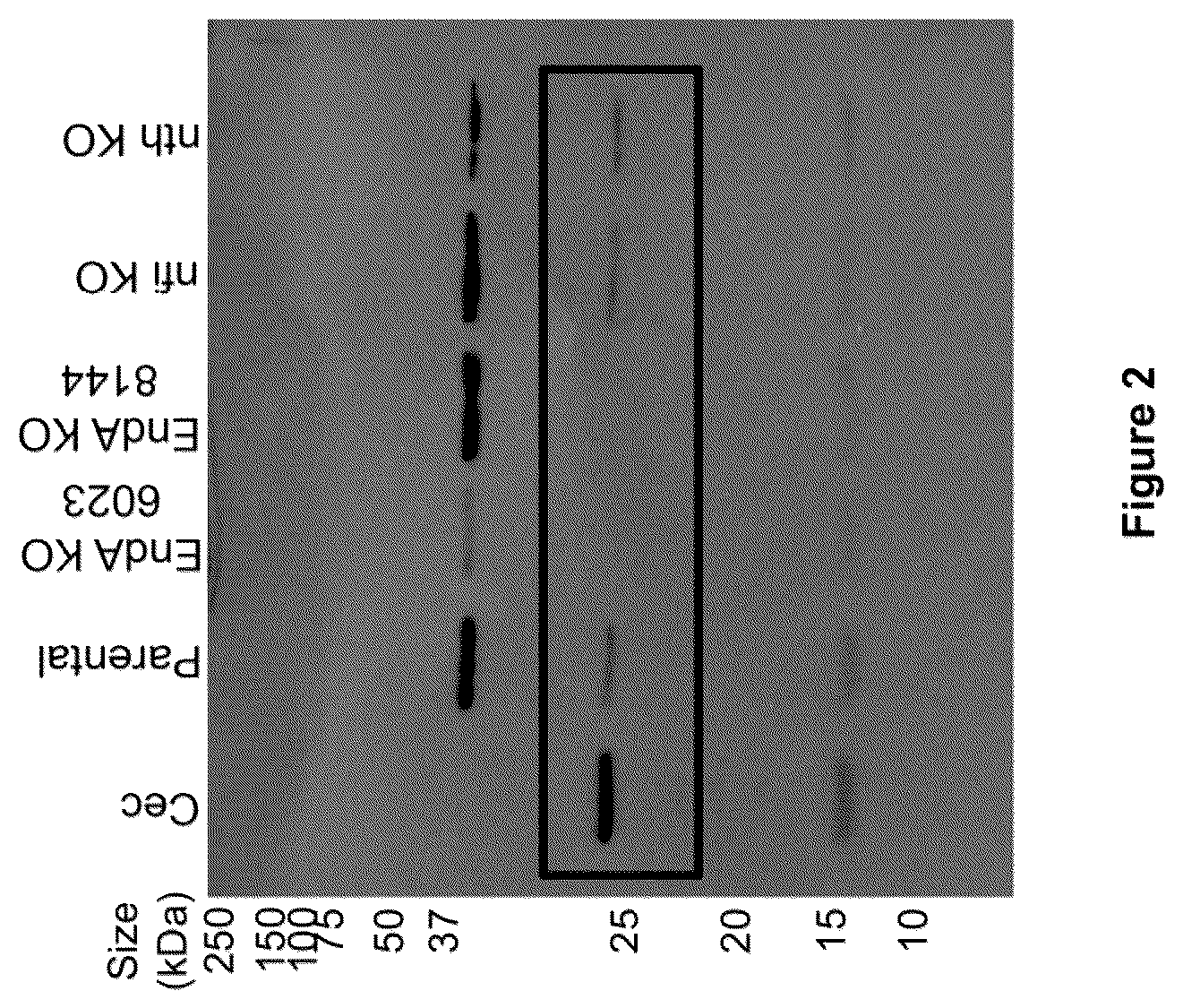 Patent US12378612 Figure 2 – Oligonucleotide-based probes and methods for detection of microbes