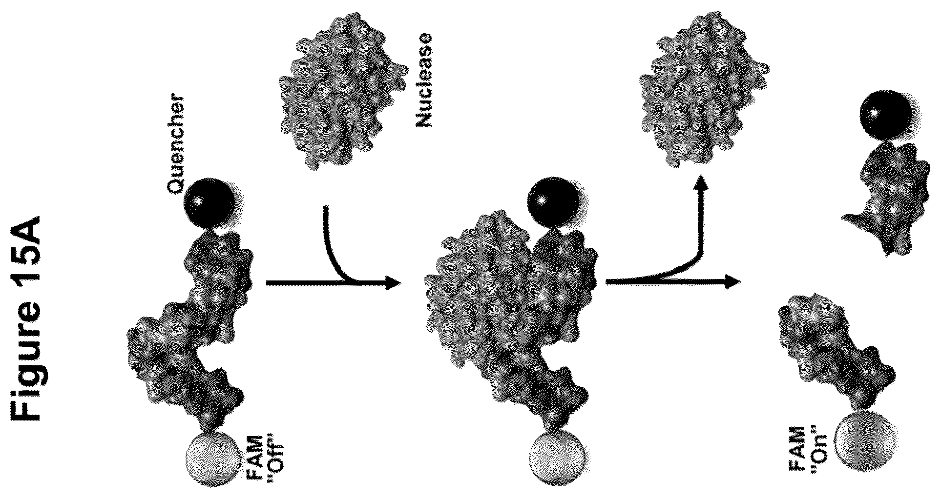 Patent US12378612 Figure 15 – Oligonucleotide-based probes and methods for detection of microbes