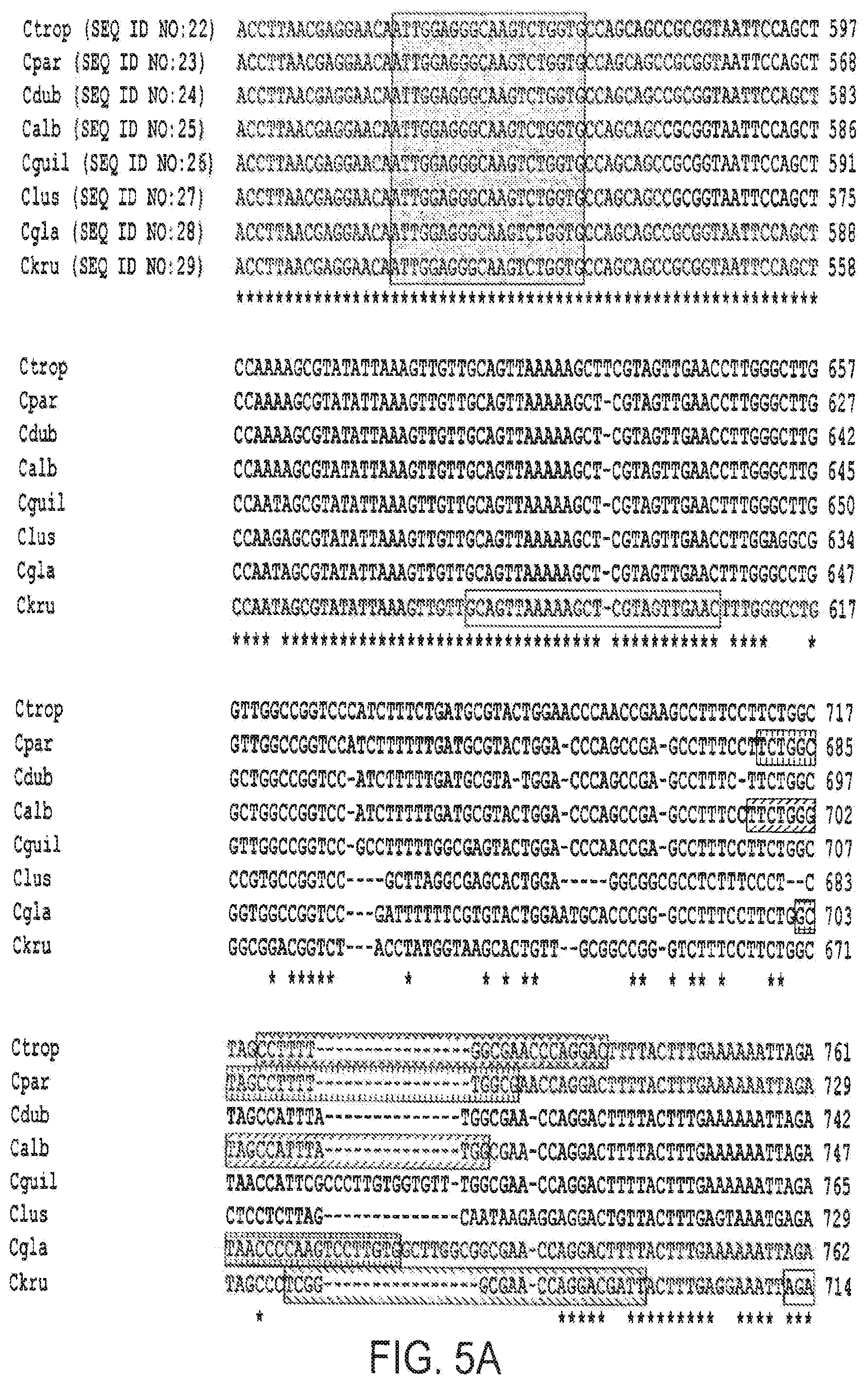 Patent US12378613 Figure 5 – Assays for fungal infection