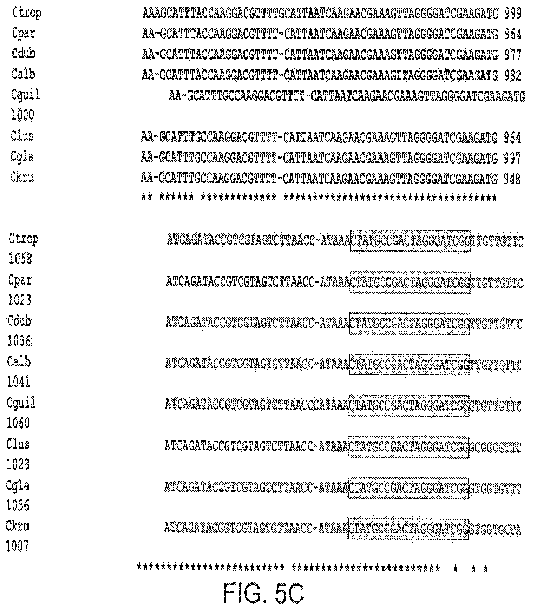 Patent US12378613 Figure 7 – Assays for fungal infection