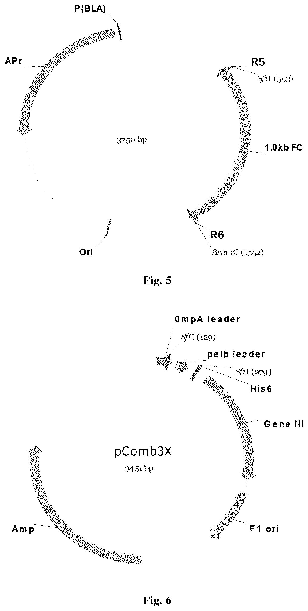 Patent US12378697 Figure 3 – Method for preparing phage library