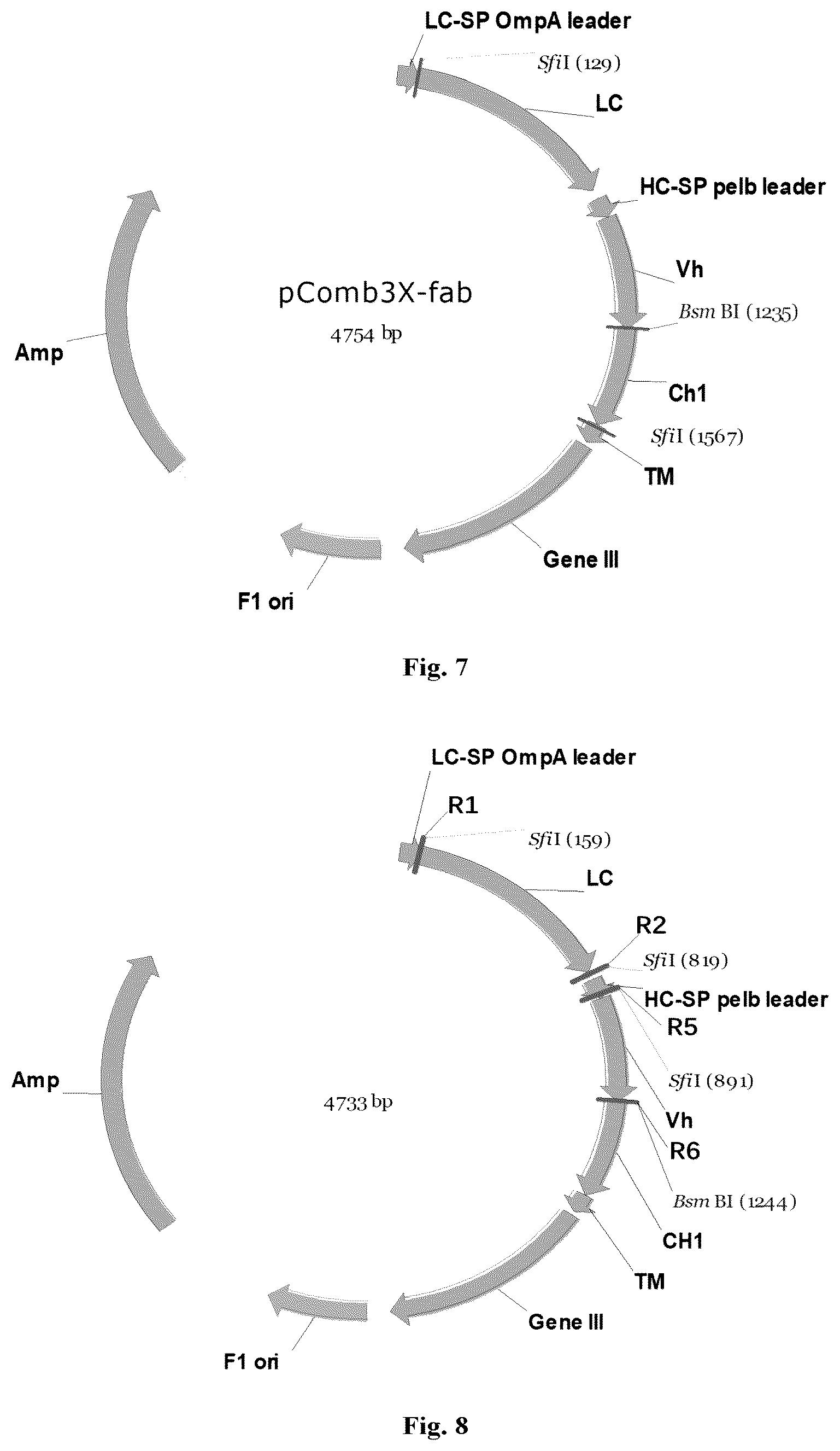 Patent US12378697 Figure 4 – Method for preparing phage library