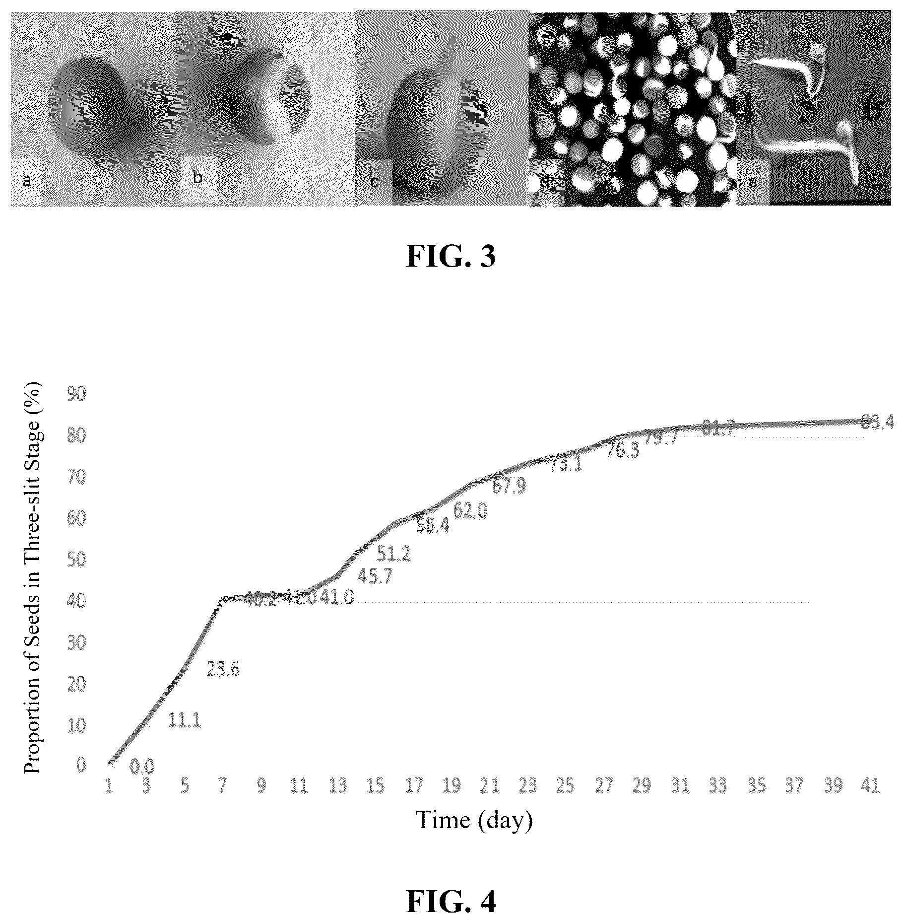 Patent US12396382 Figure 2 – Method for breaking dormancy of Thesium chinense Turcz. seeds