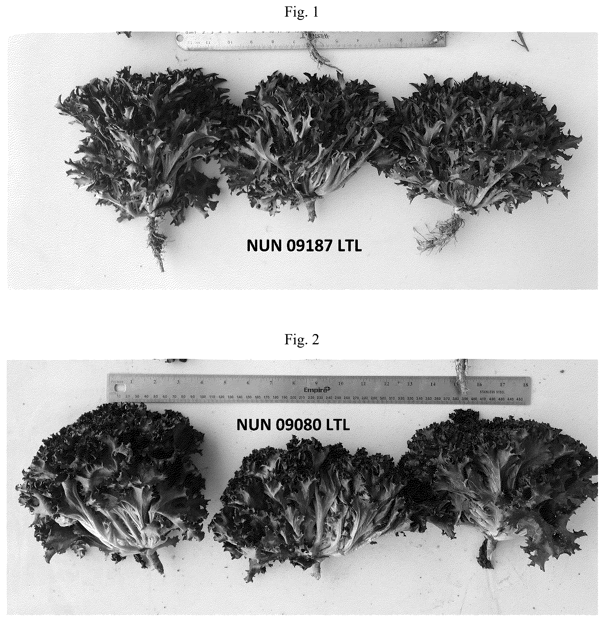 Patent US12396415 Figure 1 – Lettuce variety NUN 09187 LTL
