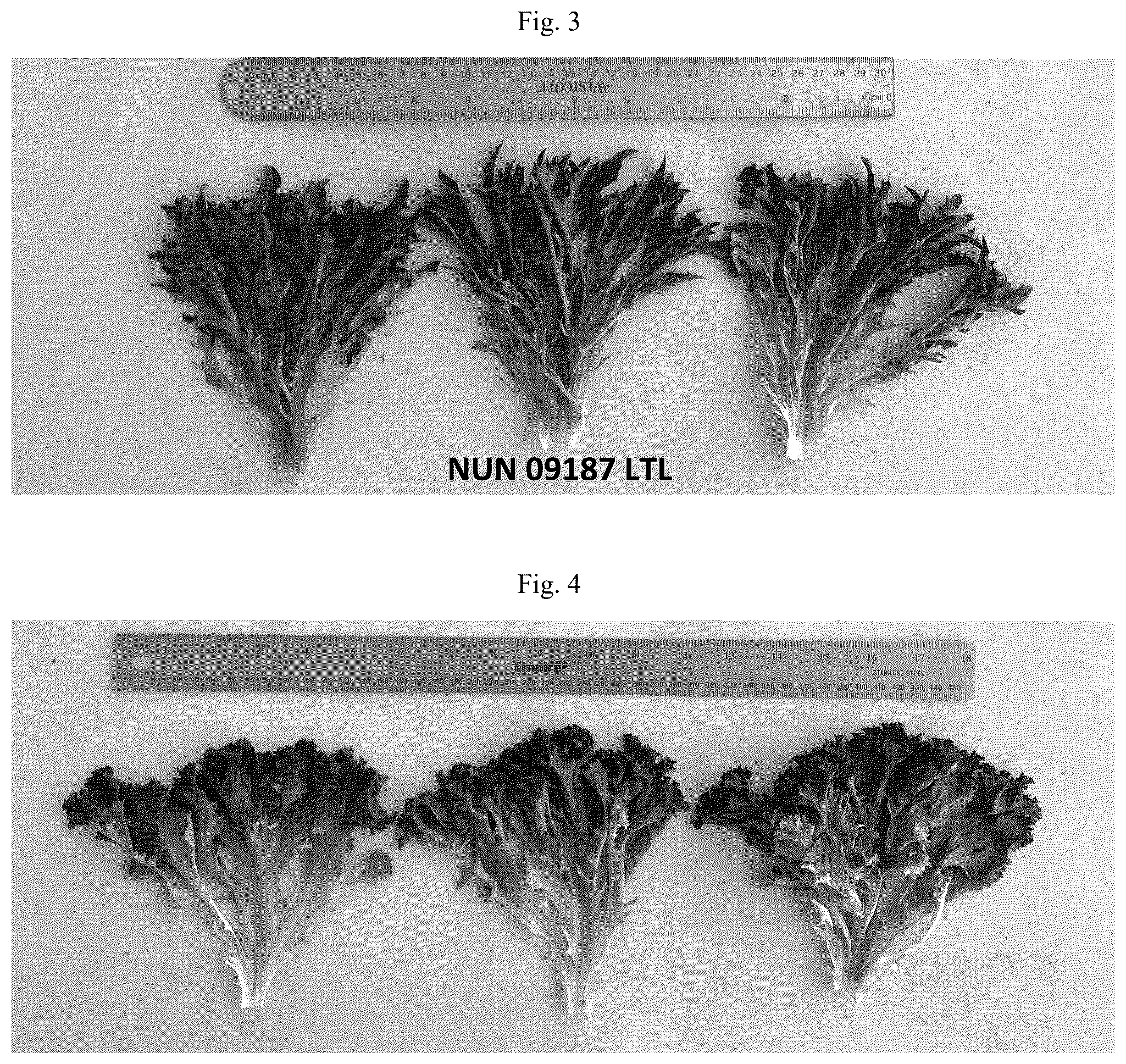 Patent US12396415 Figure 2 – Lettuce variety NUN 09187 LTL