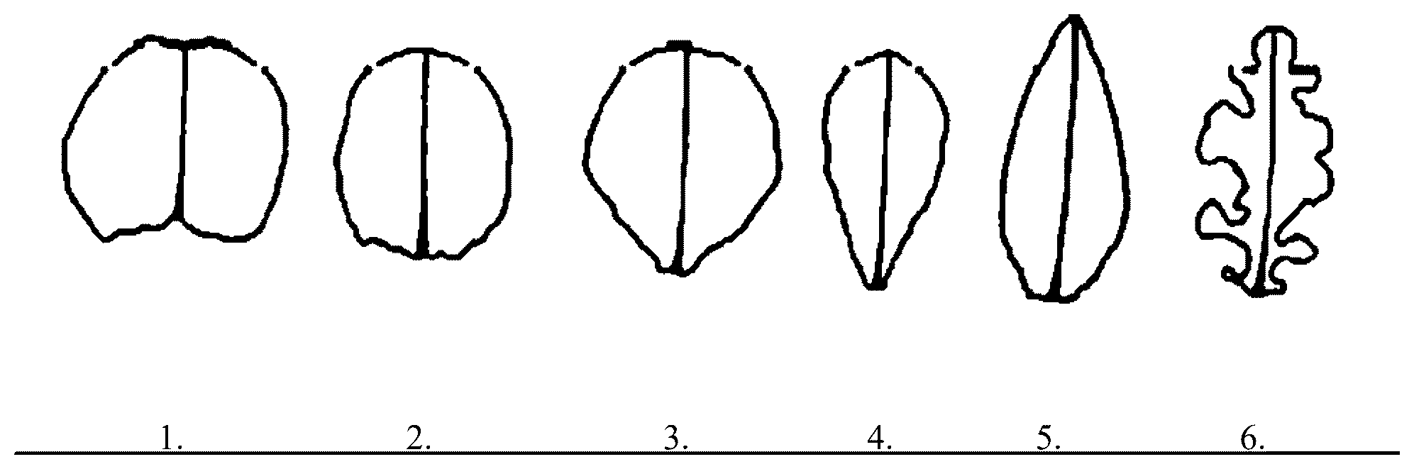 Patent US12396416 Figure 1 – Lettuce variety 45-IC3284 RZ