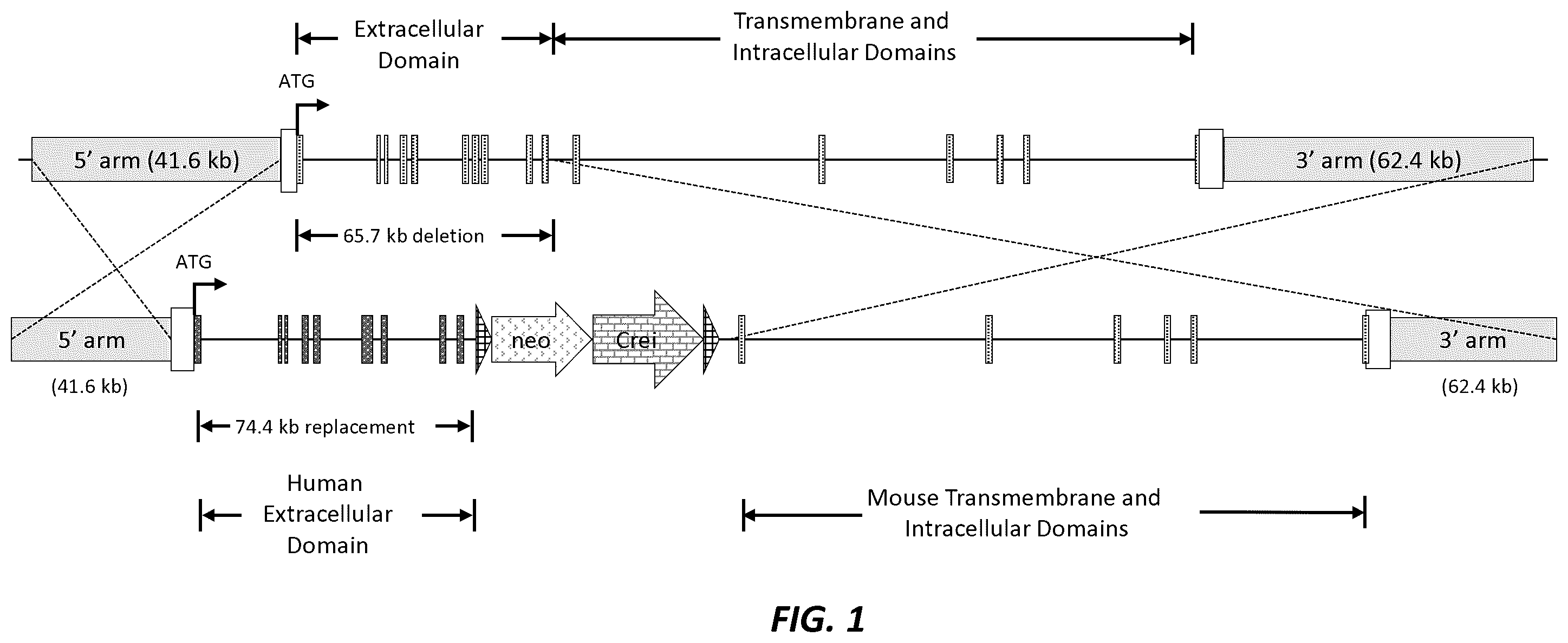Patent US12396444 — Mouse comprising a humanized TRKB locus — Figure 1