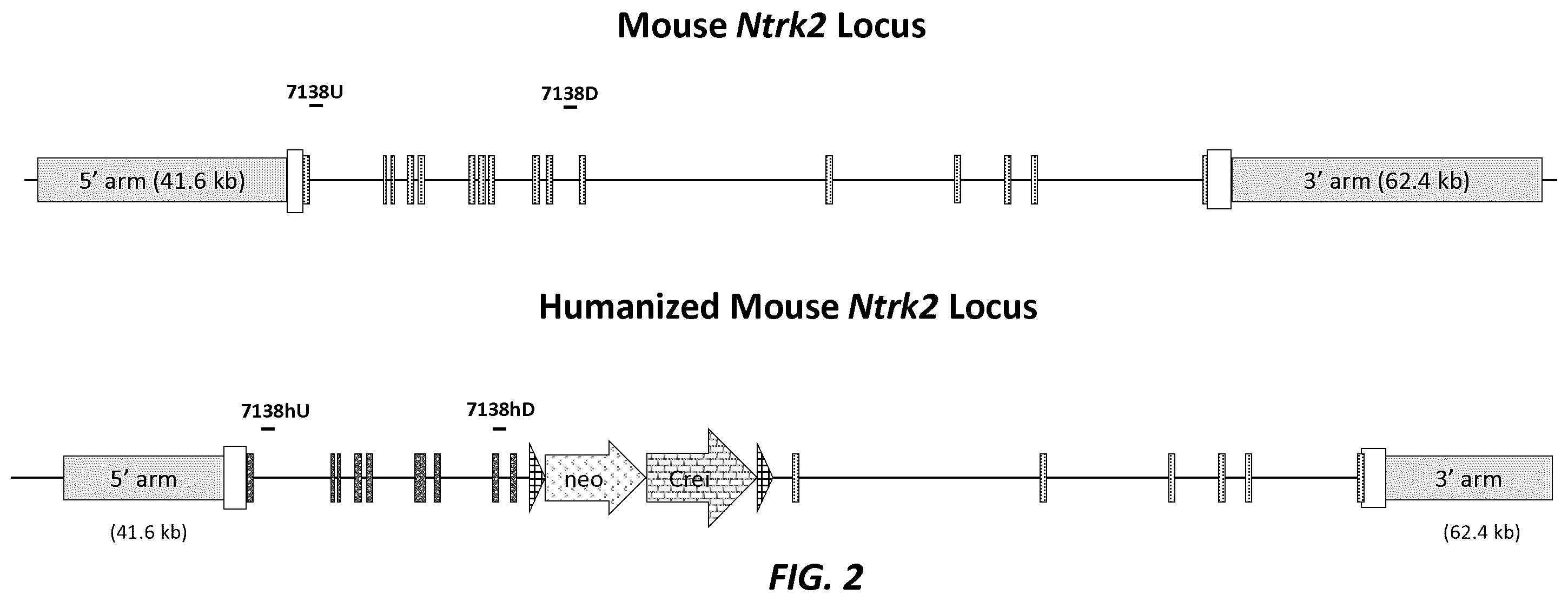 Patent US12396444 Figure 2 – Mouse comprising a humanized TRKB locus