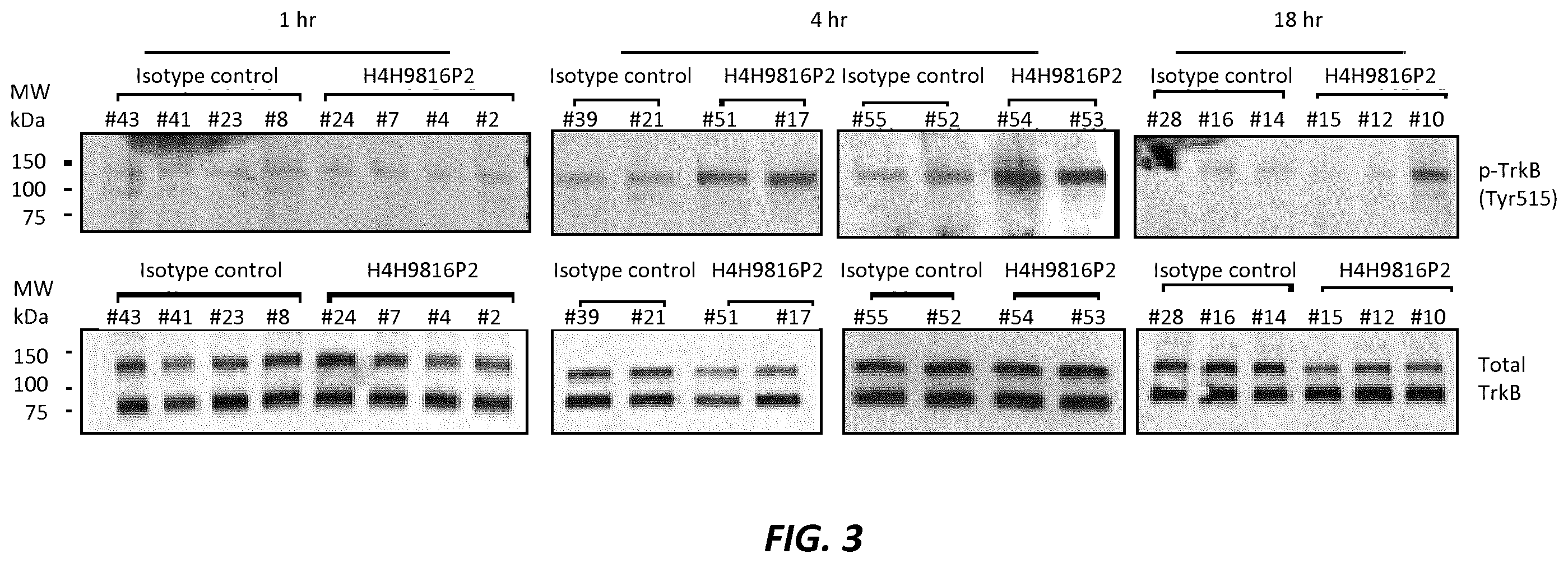 Patent US12396444 Figure 3 – Mouse comprising a humanized TRKB locus