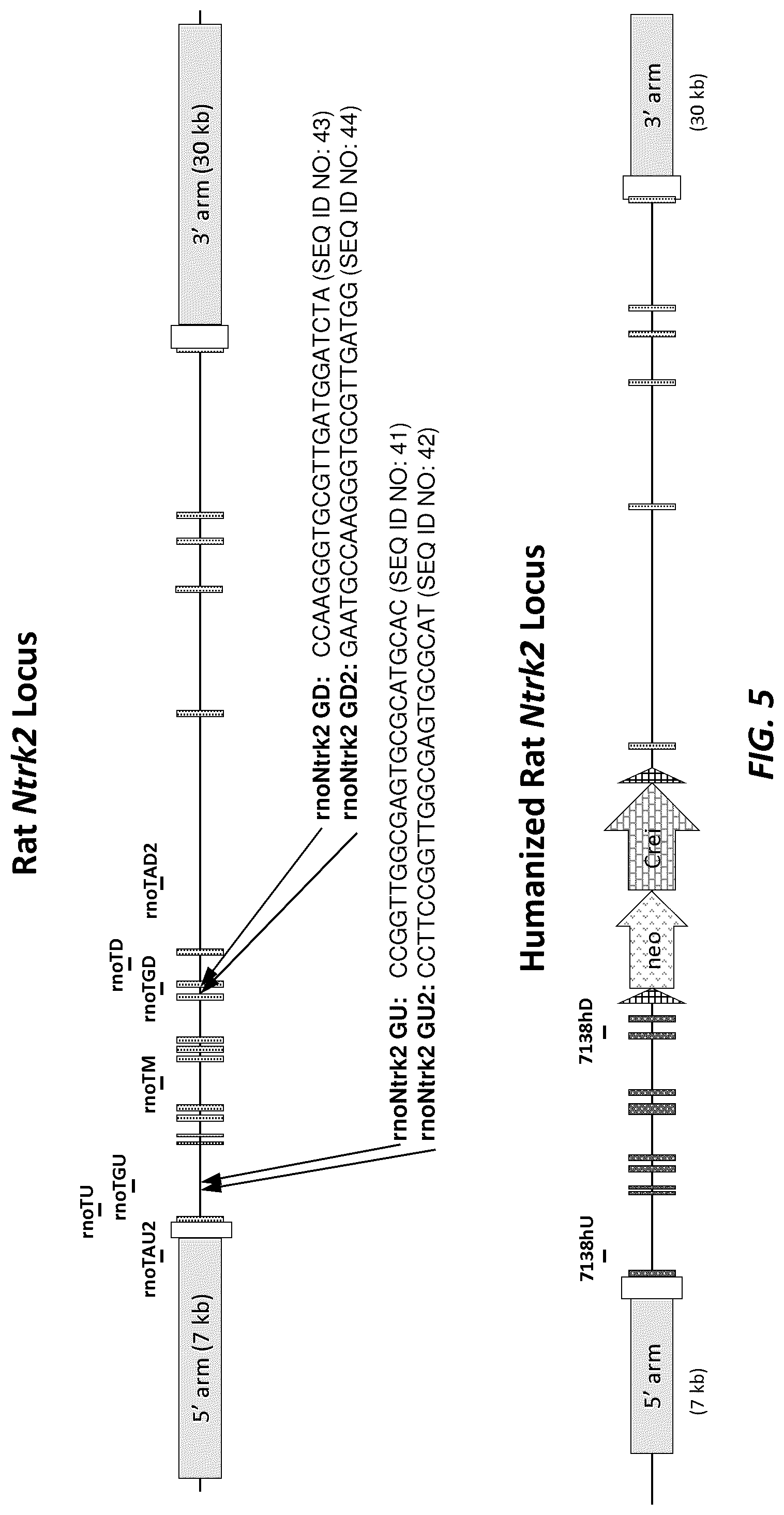 Patent US12396444 Figure 5 – Mouse comprising a humanized TRKB locus