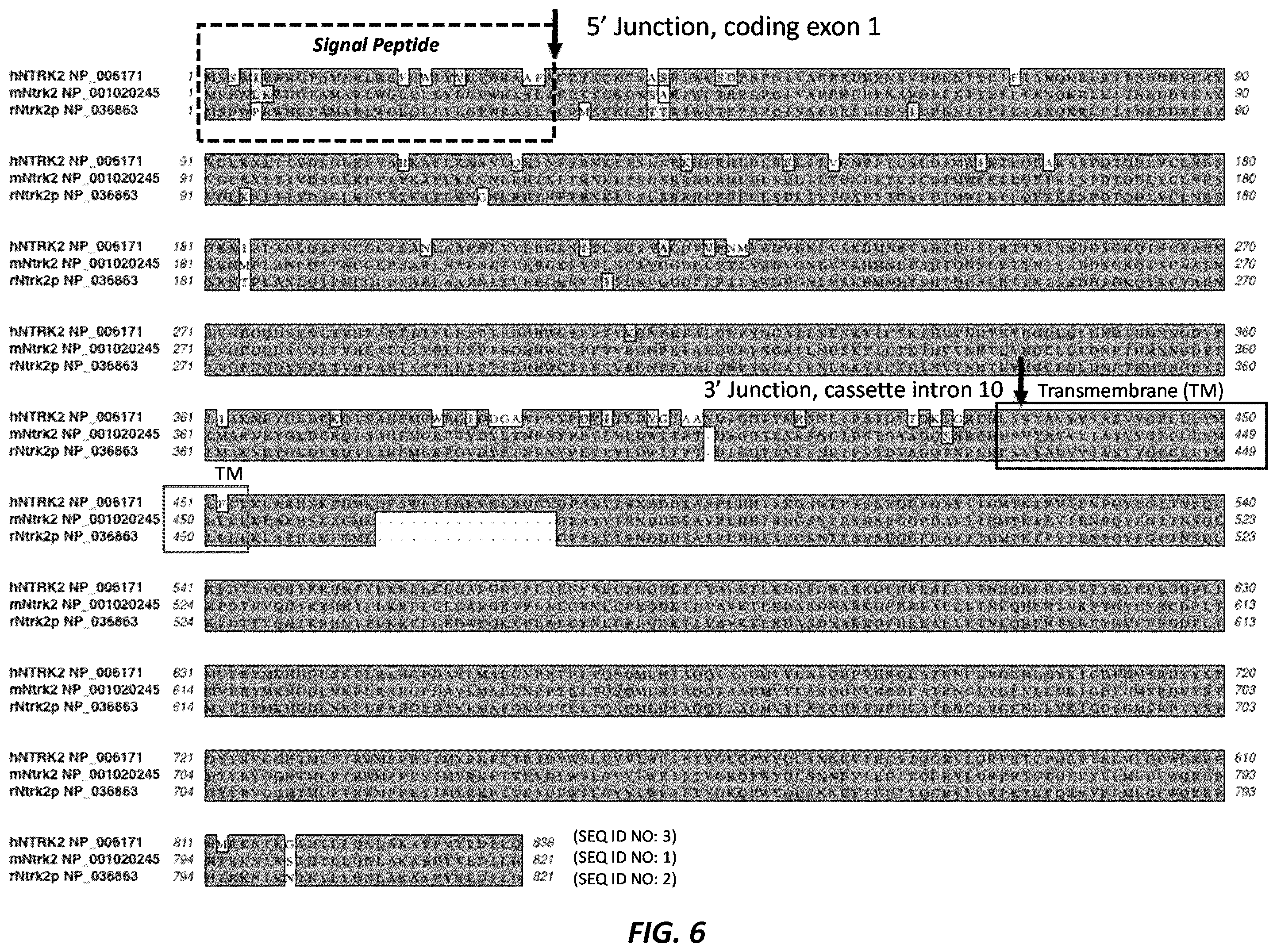 Patent US12396444 Figure 6 – Mouse comprising a humanized TRKB locus