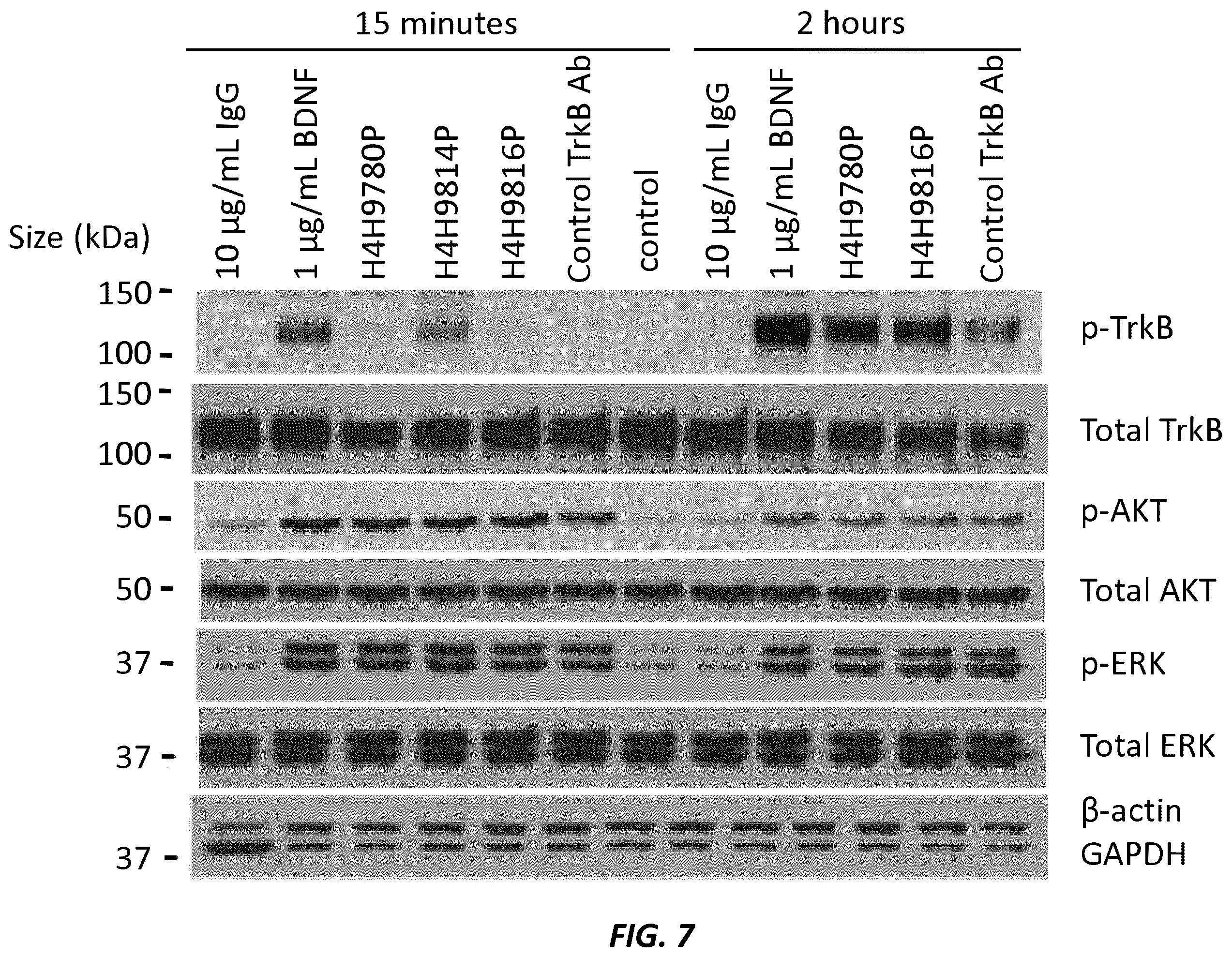 Patent US12396444 Figure 7 – Mouse comprising a humanized TRKB locus