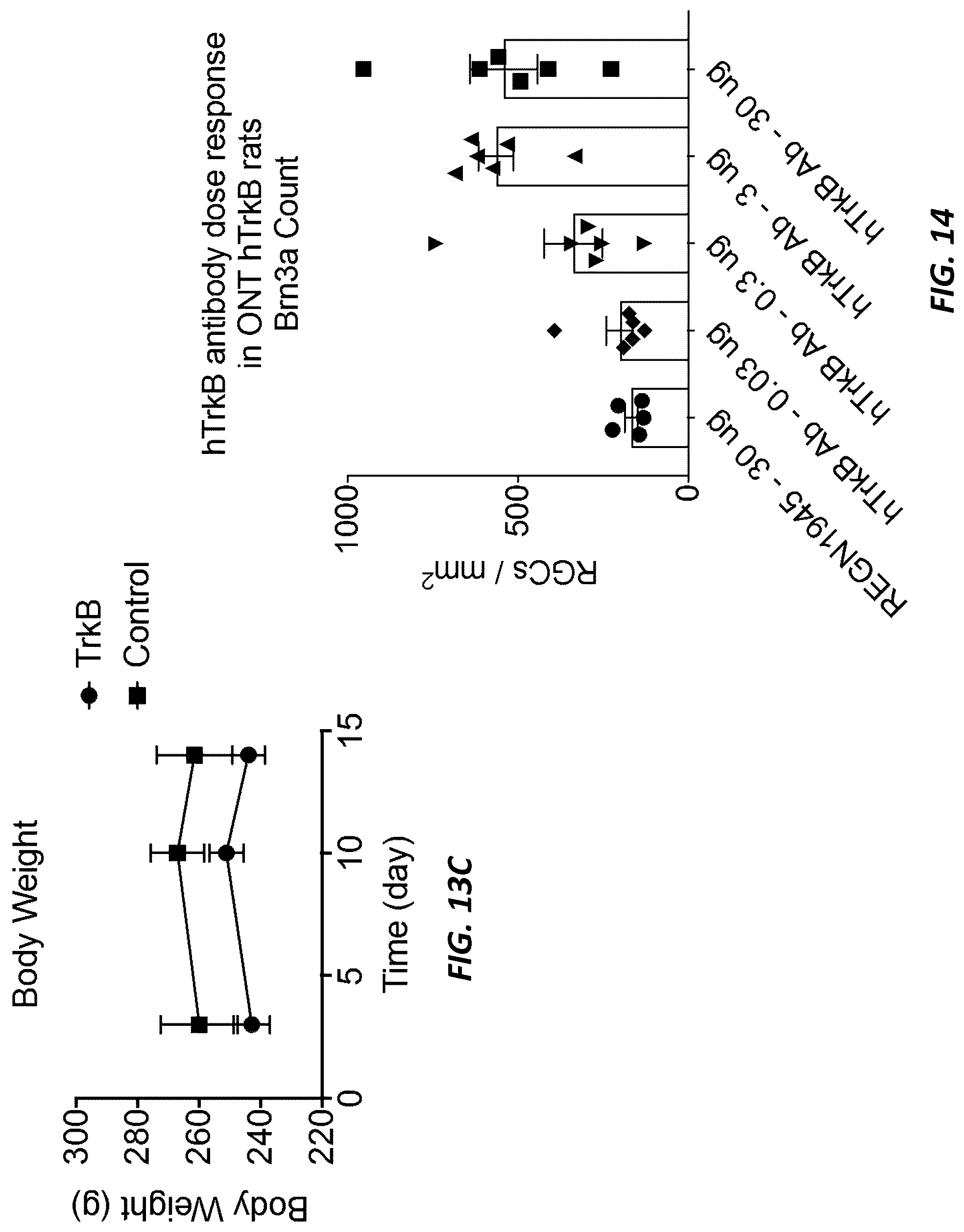 Patent US12396444 Figure 13 – Mouse comprising a humanized TRKB locus