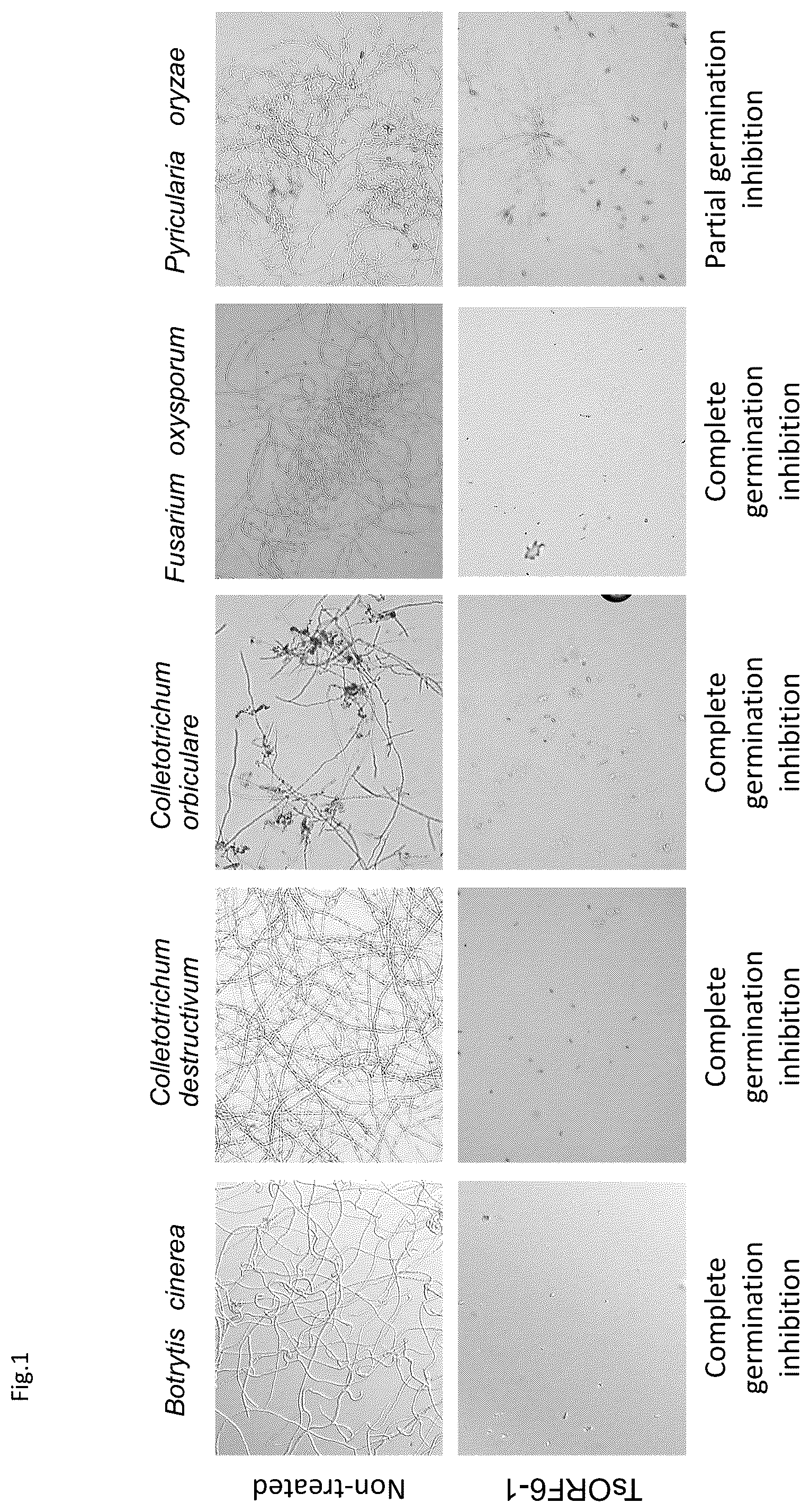 Patent US12396461 Figure 1 – Functional peptides having antimicrobial activity against phytopathogenic microorganisms
