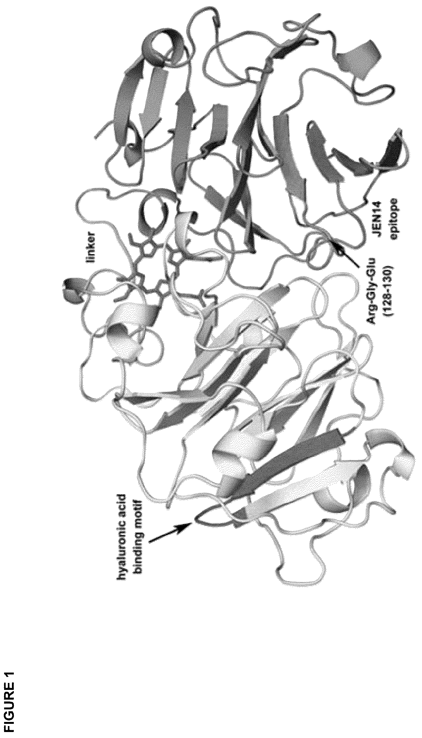 Patent US12396943 Figure 1 – Hemopexin formulations