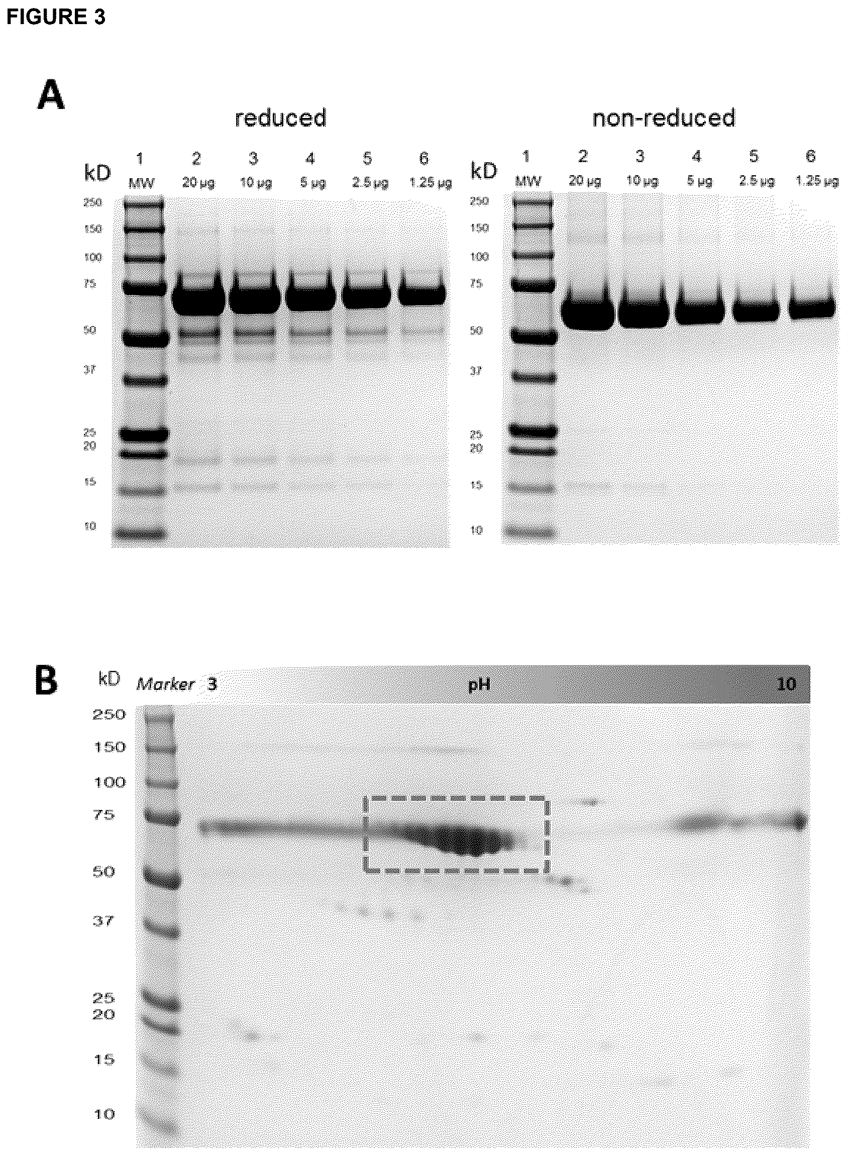 Patent US12396943 Figure 3 – Hemopexin formulations