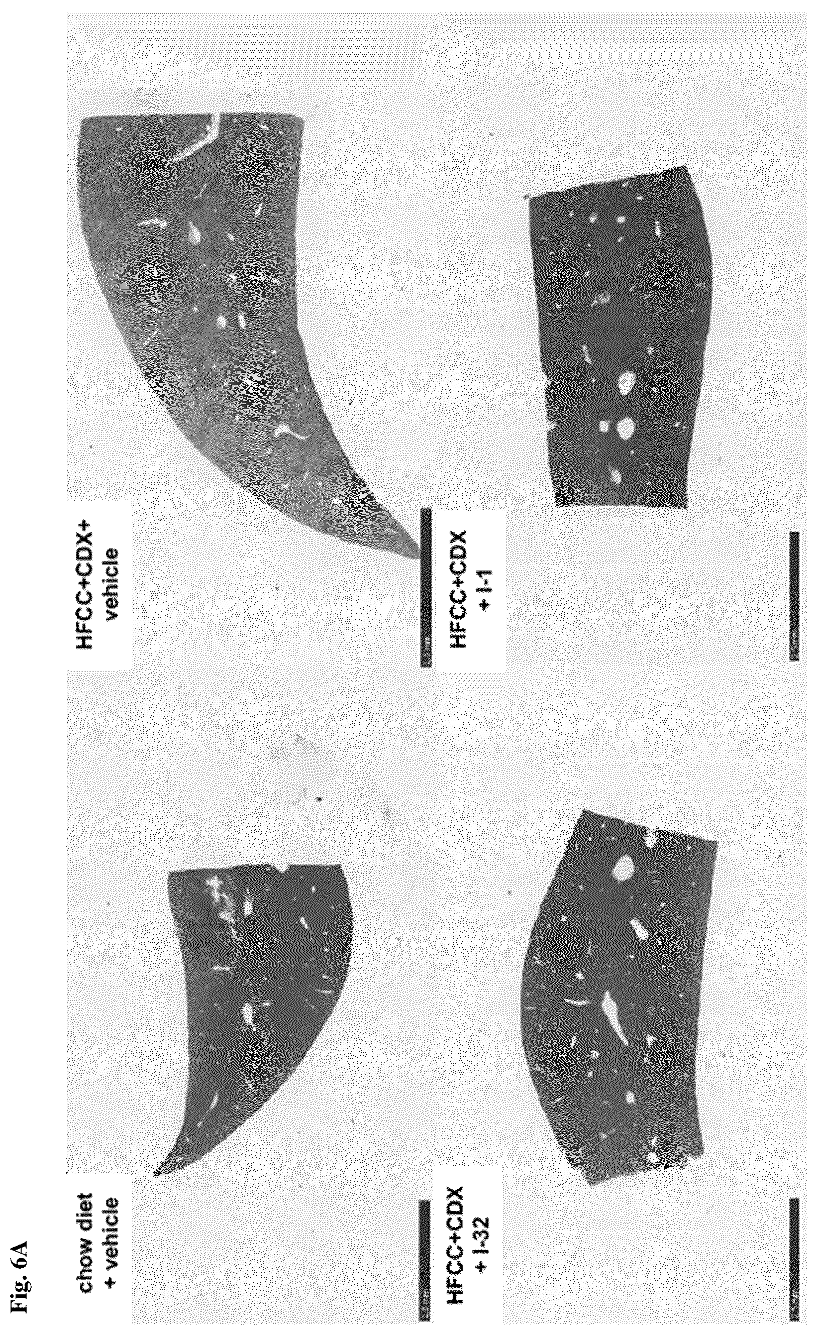 Patent US12396972 Figure 9 – Functionalized long-chain hydrocarbon mono- and di-carboxylic acids and derivatives thereof, and their use for the prevention or treatment of disease