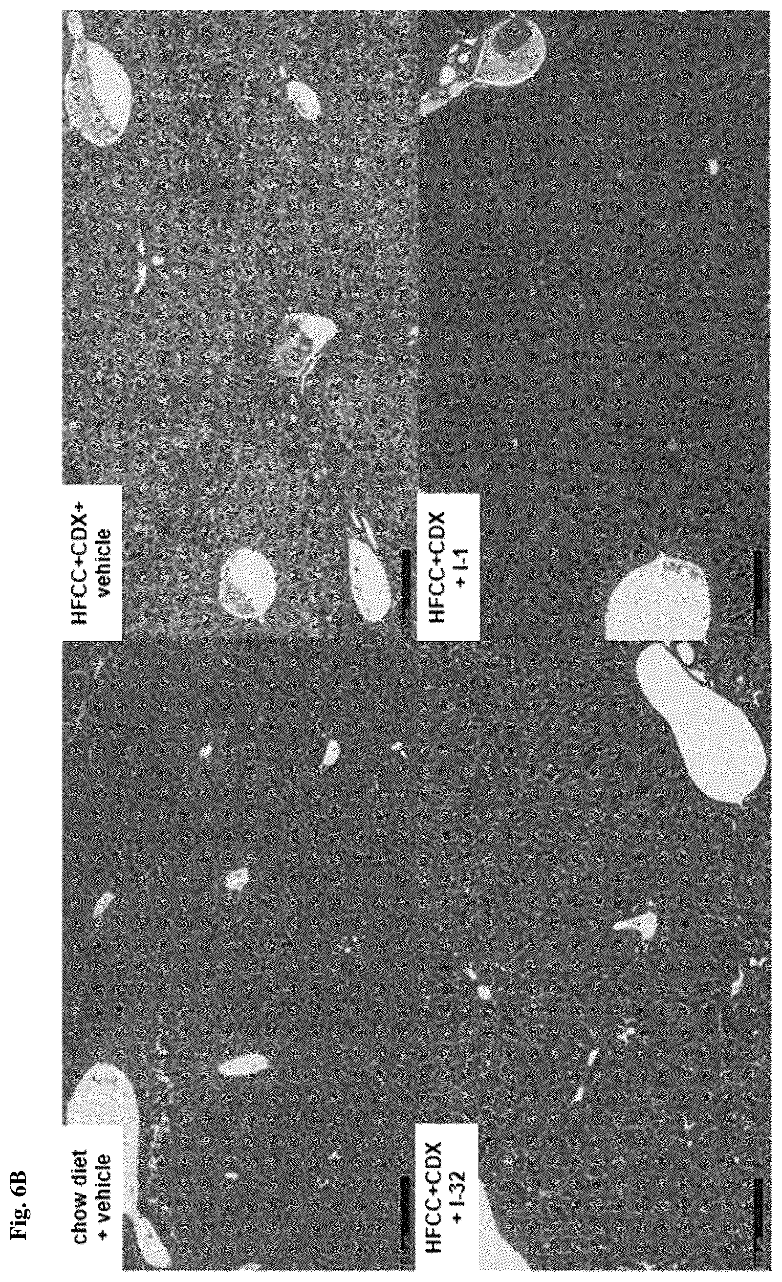 Patent US12396972 Figure 10 – Functionalized long-chain hydrocarbon mono- and di-carboxylic acids and derivatives thereof, and their use for the prevention or treatment of disease