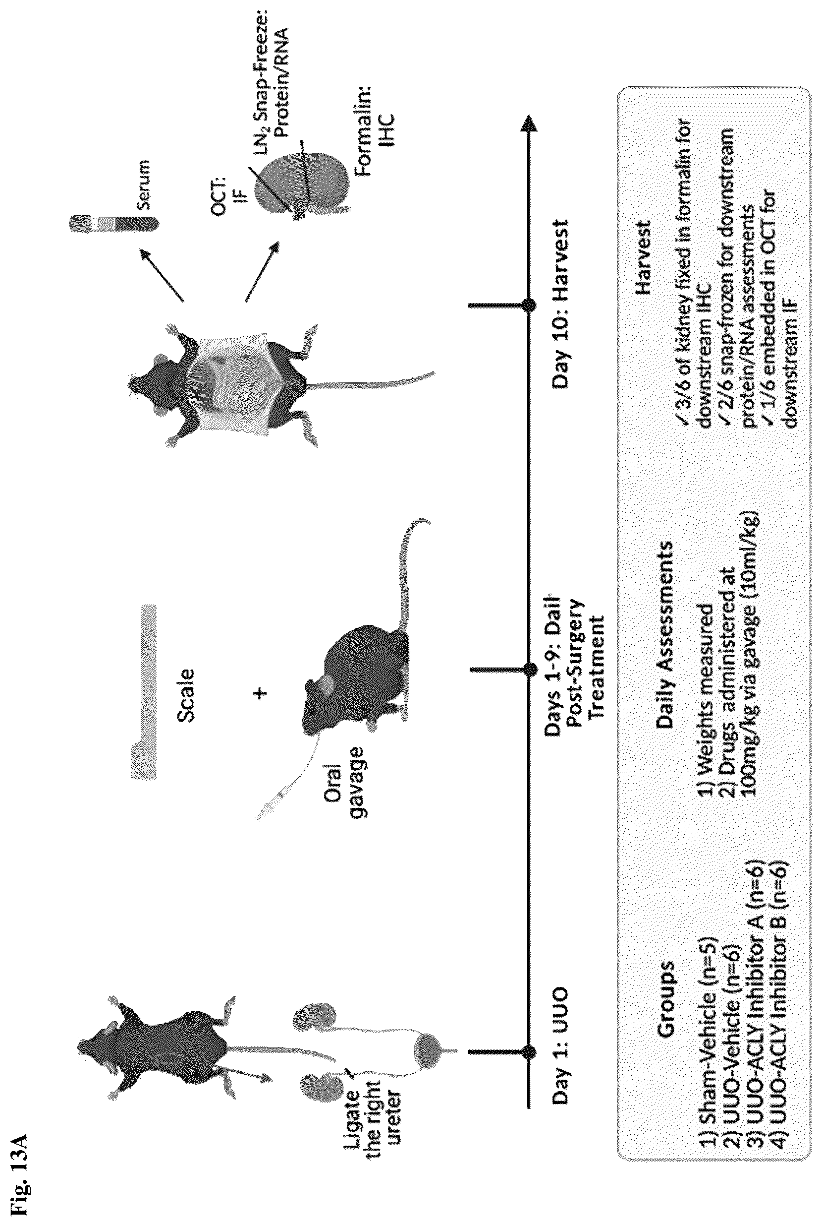 Patent US12396972 Figure 17 – Functionalized long-chain hydrocarbon mono- and di-carboxylic acids and derivatives thereof, and their use for the prevention or treatment of disease