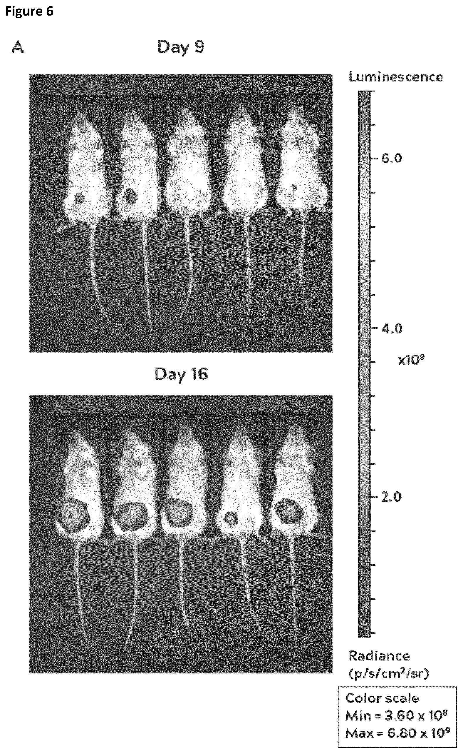 Patent US12396975 Figure 7 – Treatment of al amyloidosis with melflufen