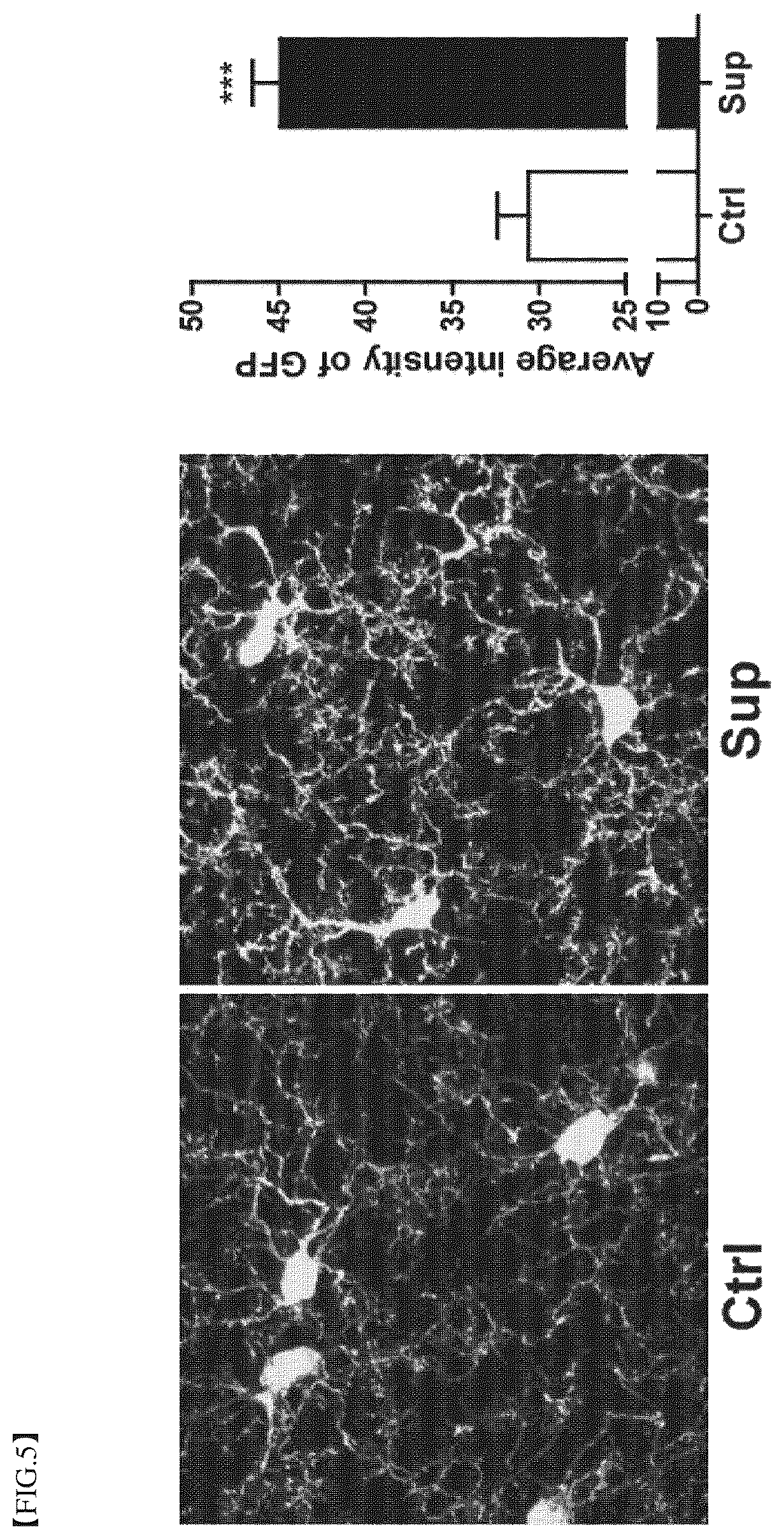 Patent US12396977 Figure 5 – Composition for treating degenerative brain diseases, containing 2-pentylfuran as active ingredient