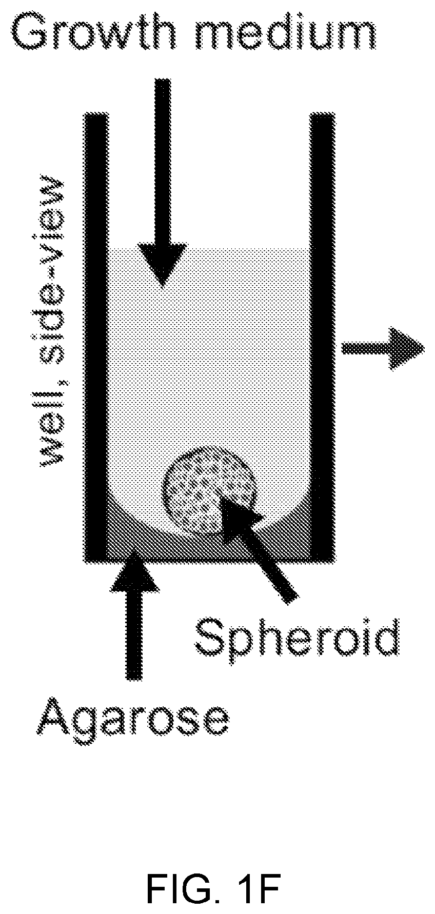 Patent US12396996 Figure 6 – Compounds, pharmaceutical compositions, and methods of their use in reversing cancer chemoresistance