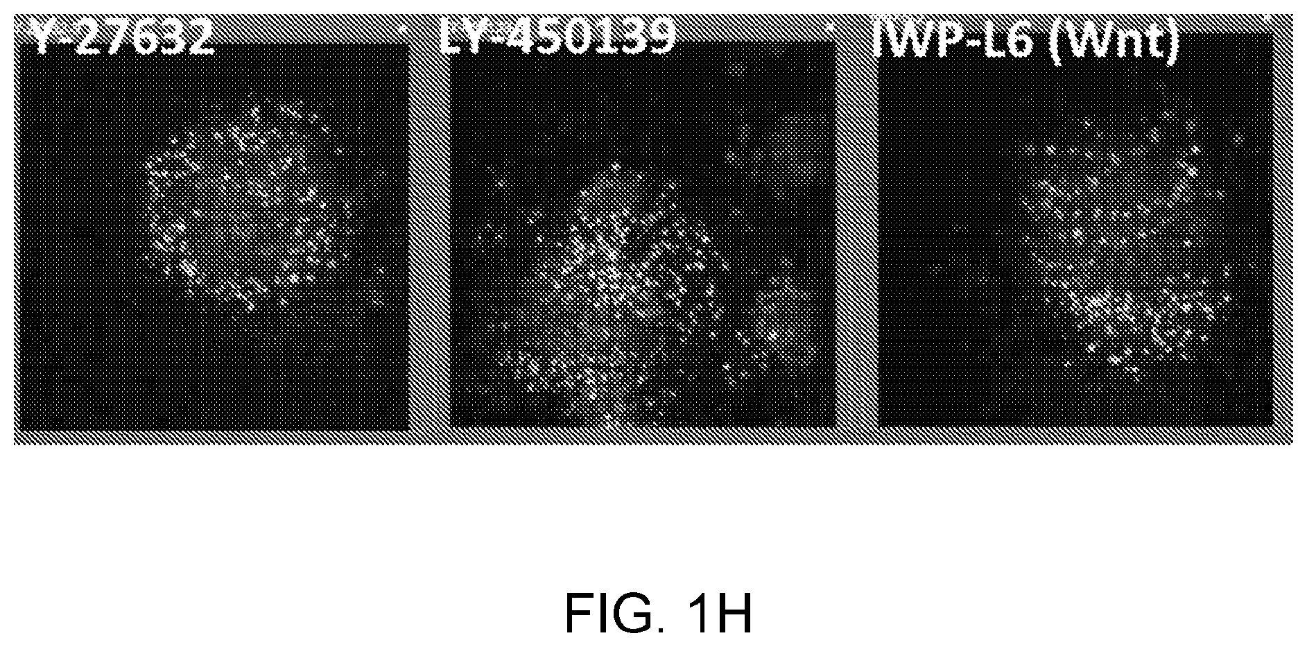 Patent US12396996 Figure 8 – Compounds, pharmaceutical compositions, and methods of their use in reversing cancer chemoresistance