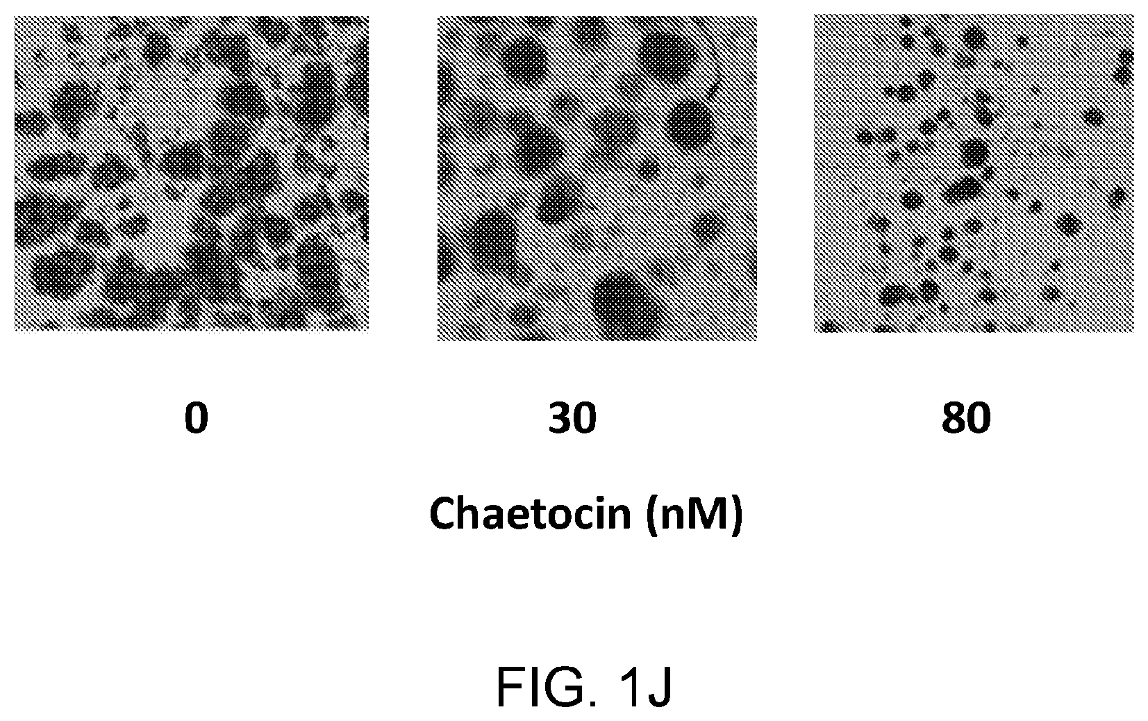 Patent US12396996 Figure 10 – Compounds, pharmaceutical compositions, and methods of their use in reversing cancer chemoresistance