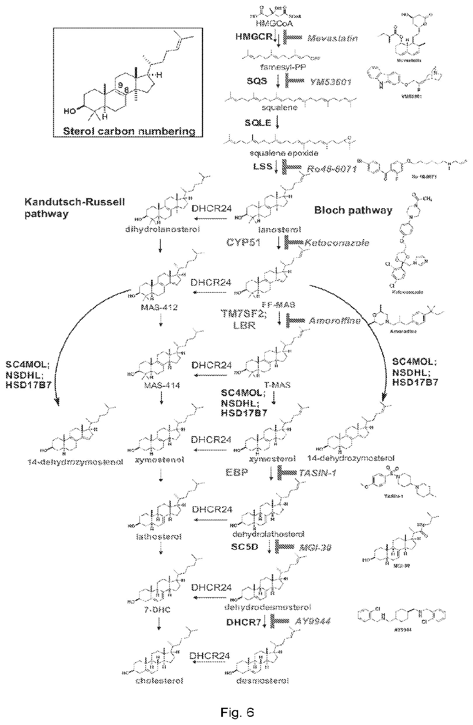 Patent US12403104 Figure 18 – Compounds and methods of promoting myelination