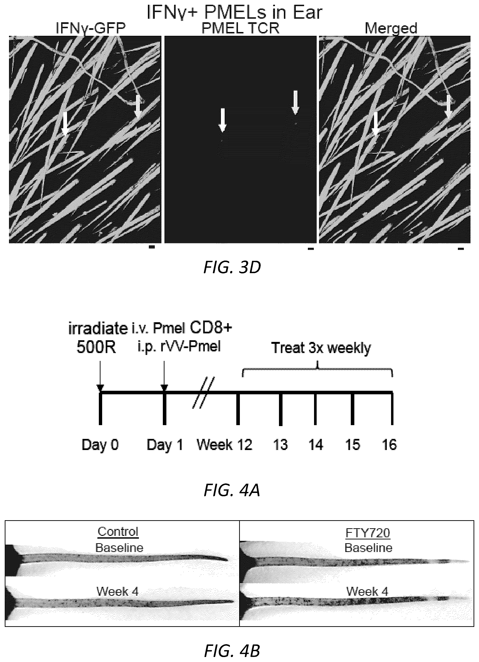 Patent US12403105 Figure 12 – Diagnosis and treatment of vitiligo