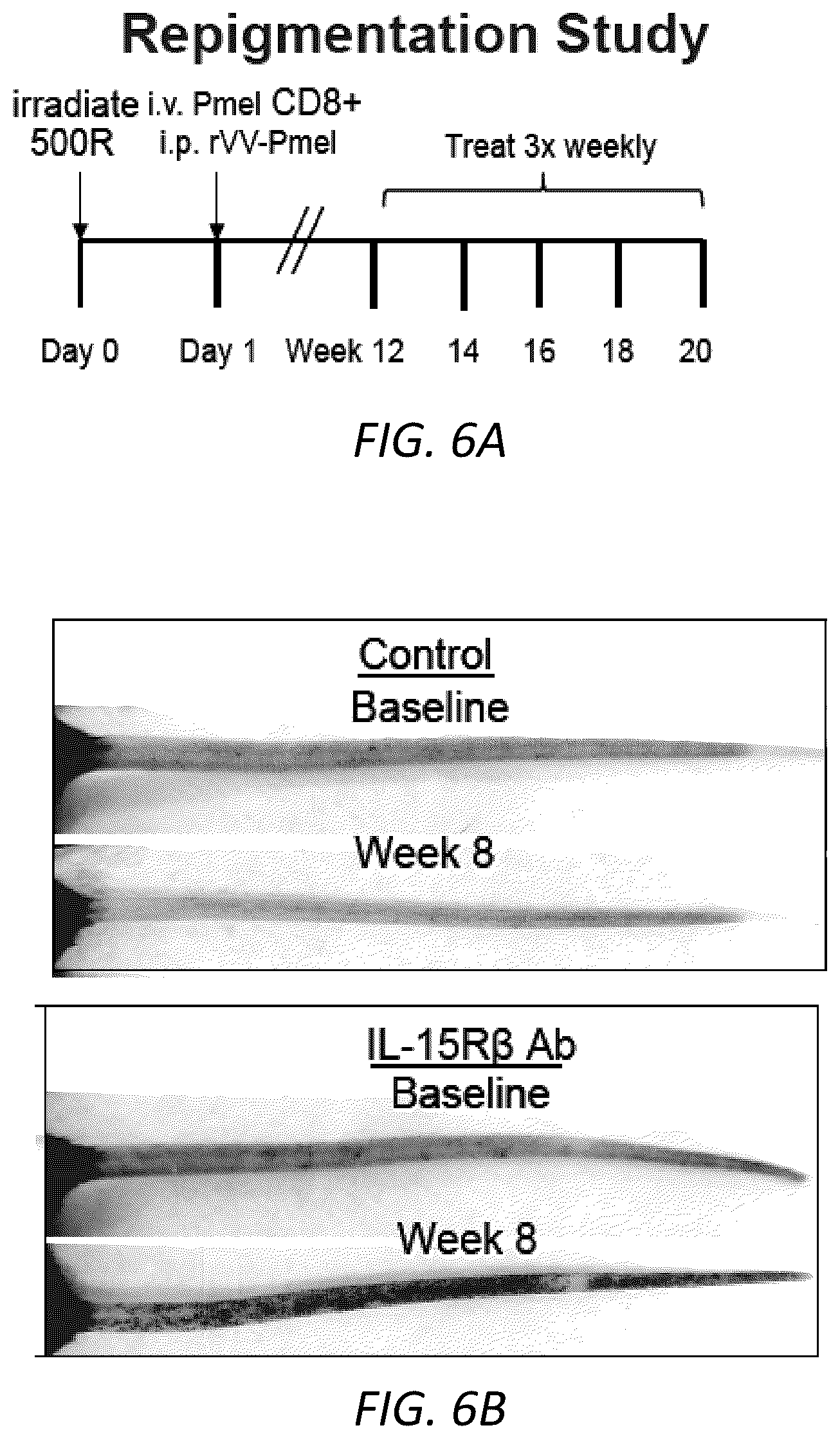 Patent US12403105 Figure 16 – Diagnosis and treatment of vitiligo